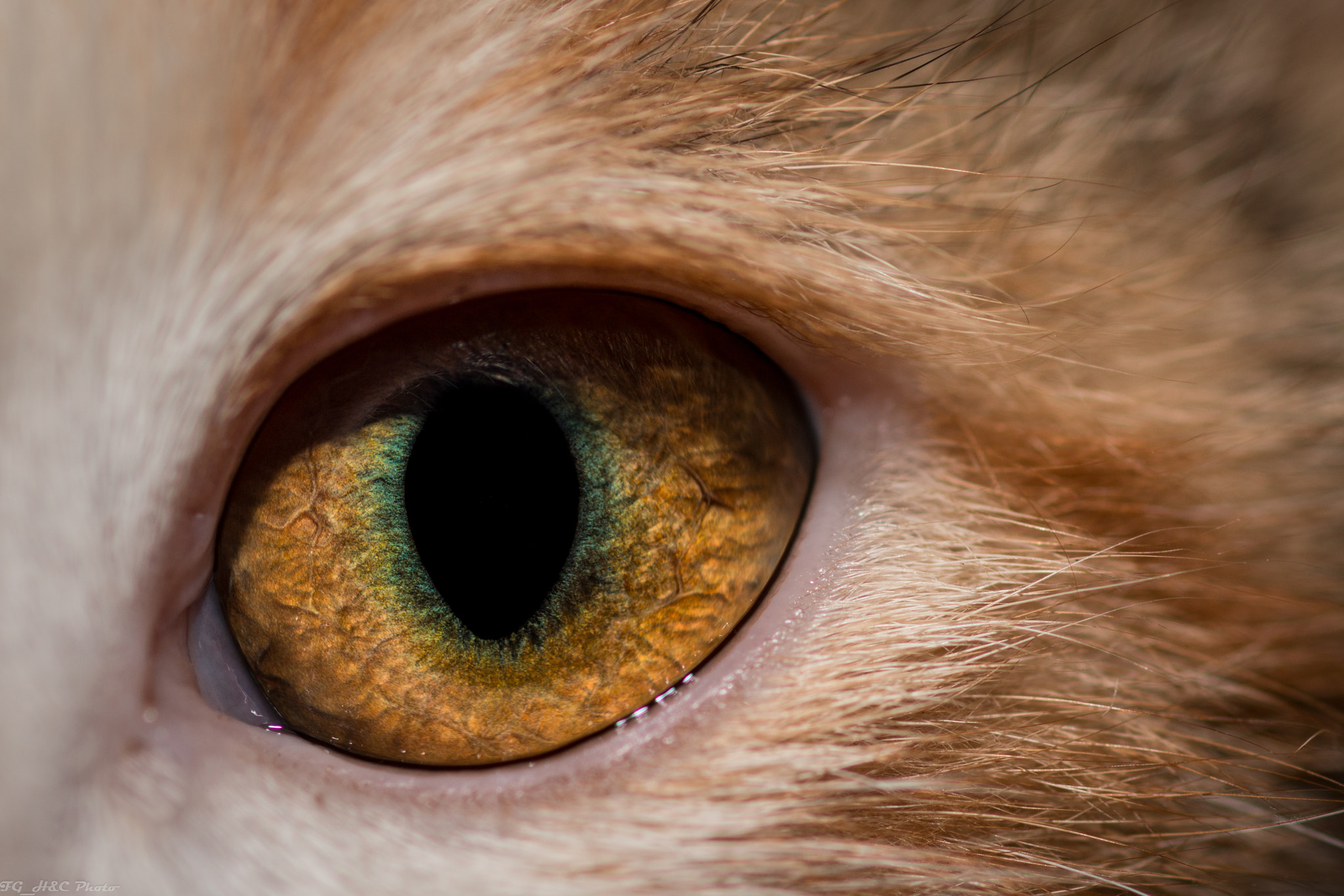 Canon EF 100mm F2.8 Macro USM sample photo. Eye of the hunter photography