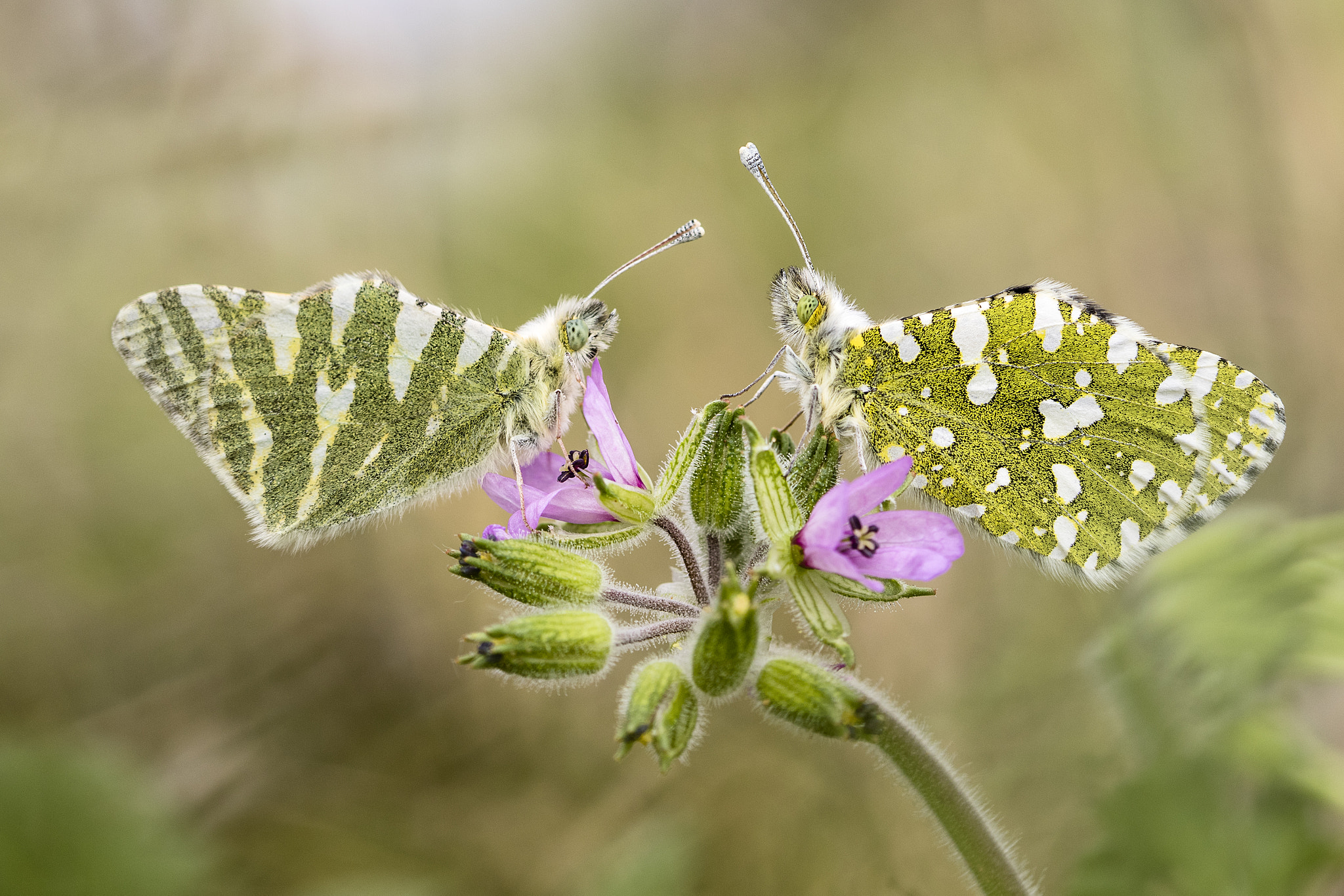 Canon EF 100mm F2.8 Macro USM sample photo. Face to face photography