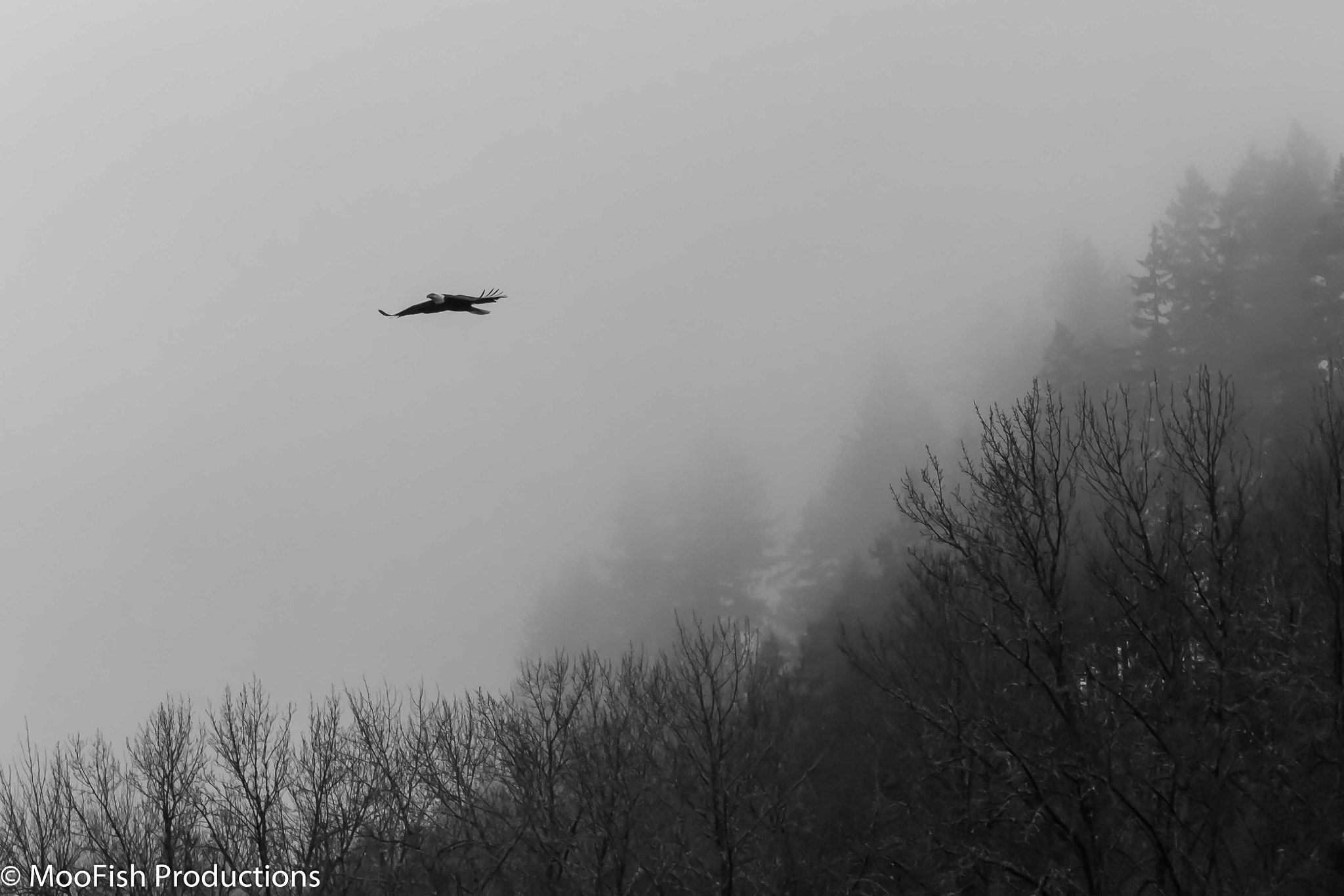 Canon EF 70-200mm F2.8L IS USM sample photo. Out of the mist photography