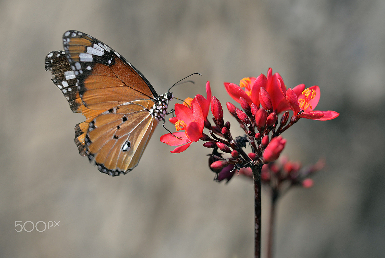 Nikon D610 + Sigma 105mm F2.8 EX DG Macro sample photo. I am free photography
