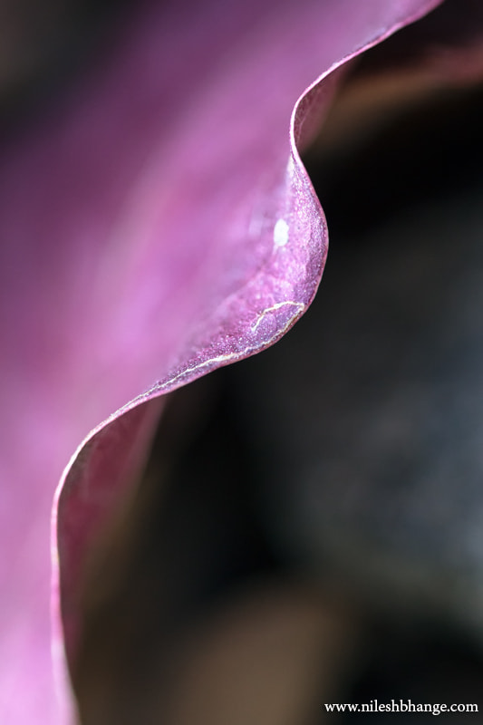 Canon EF 100mm F2.8 Macro USM sample photo. Leaf curves photography