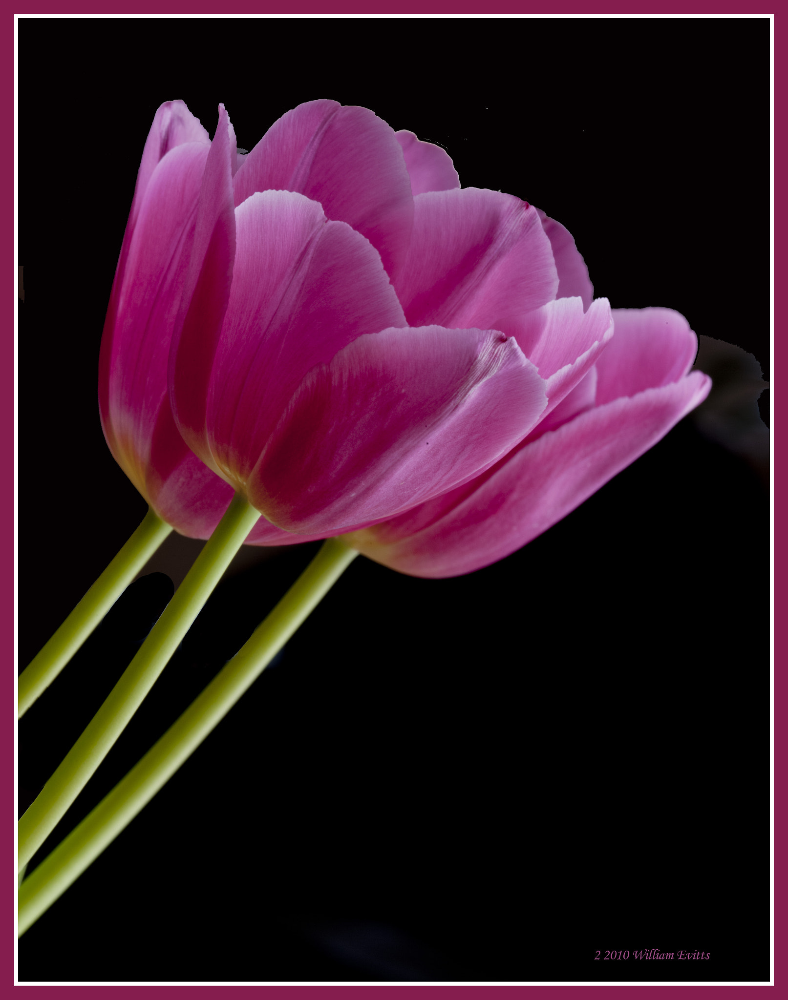 Canon EF 180mm F3.5L Macro USM sample photo. Tulip beauty photography