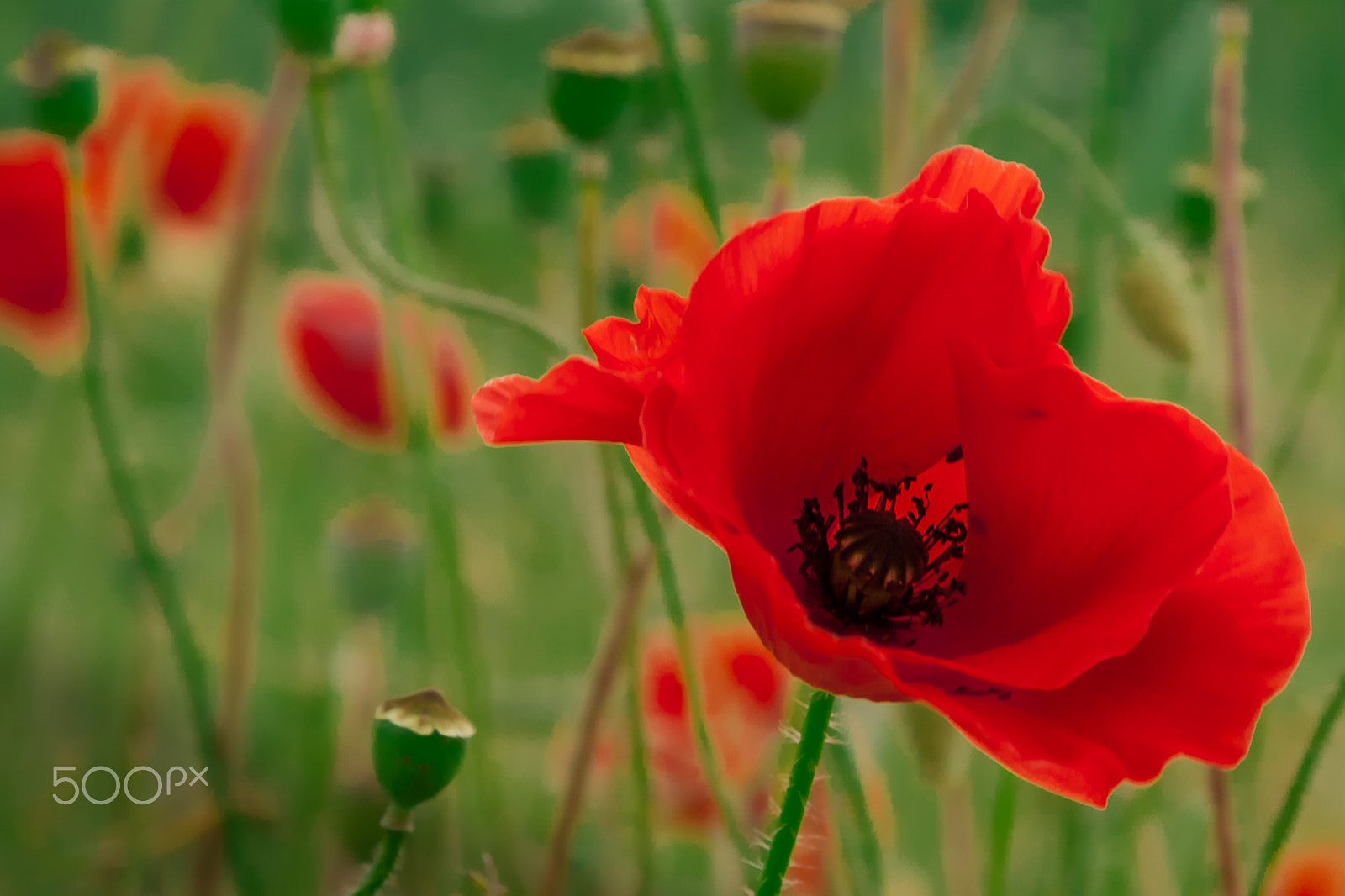 Canon EF 28-105mm f/3.5-4.5 USM sample photo. Trendy poppies photography