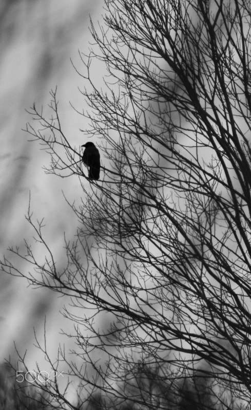 Nikon D3300 + Tamron AF 70-300mm F4-5.6 Di LD Macro sample photo. Crow in a tree photography