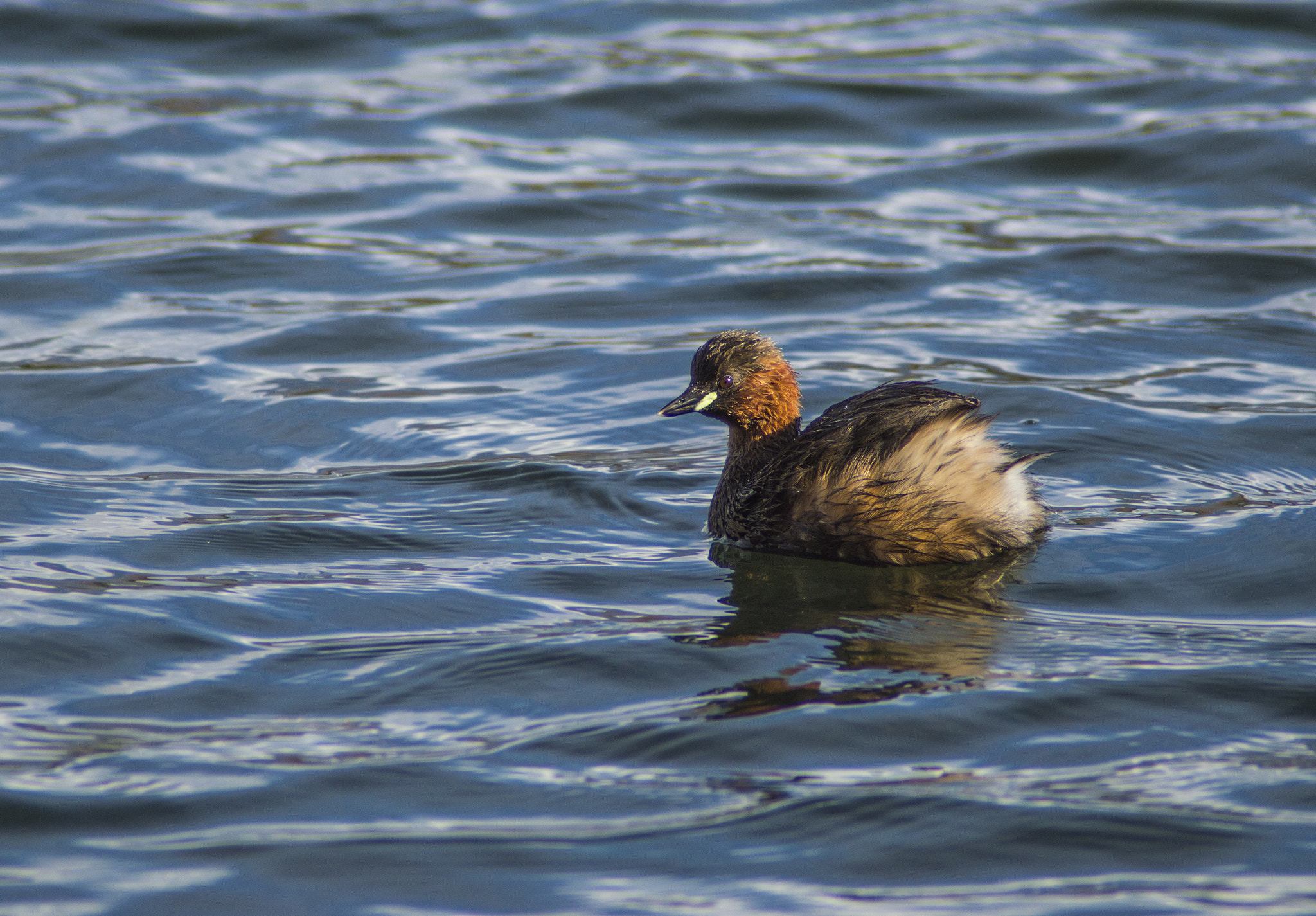 Tamron AF 200-400mm f/5.6 LD IF (75D) sample photo. Zampullín común (tachybaptus ruficollis) photography