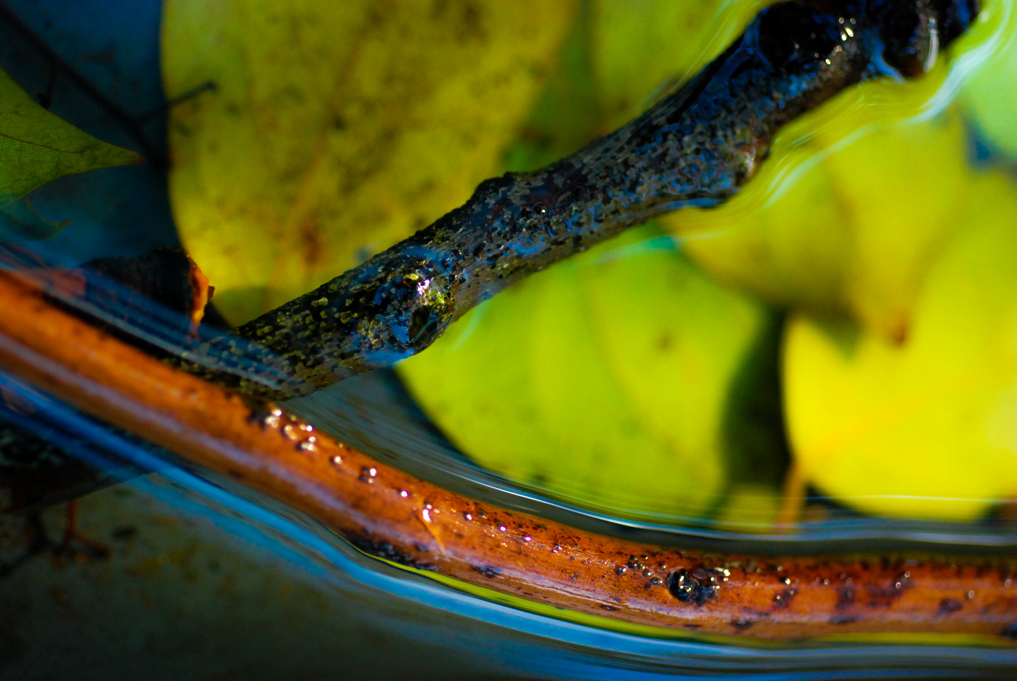Nikon D80 + AF Micro-Nikkor 60mm f/2.8 sample photo. .......... photography