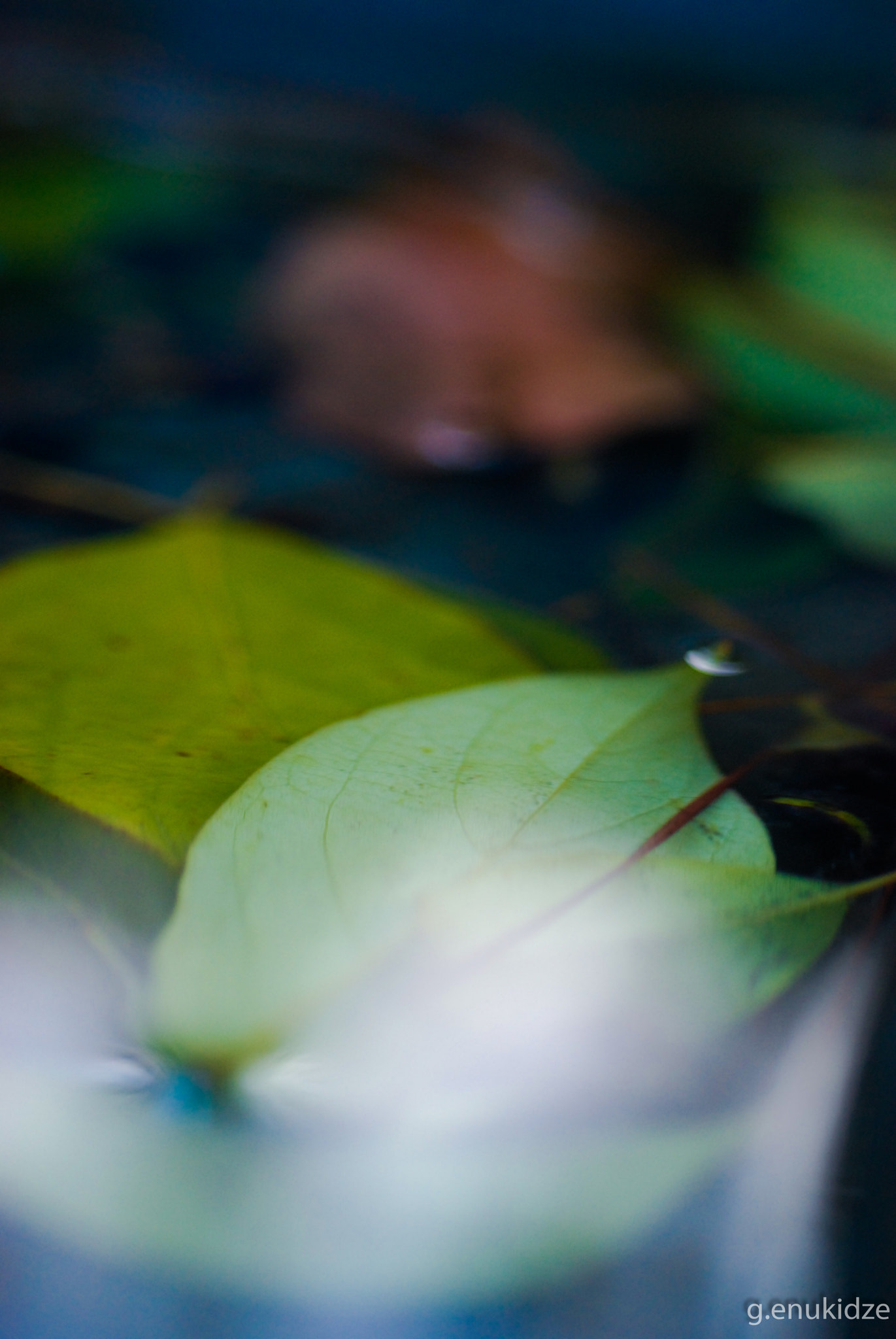 Nikon D80 + AF Micro-Nikkor 60mm f/2.8 sample photo. .......... photography