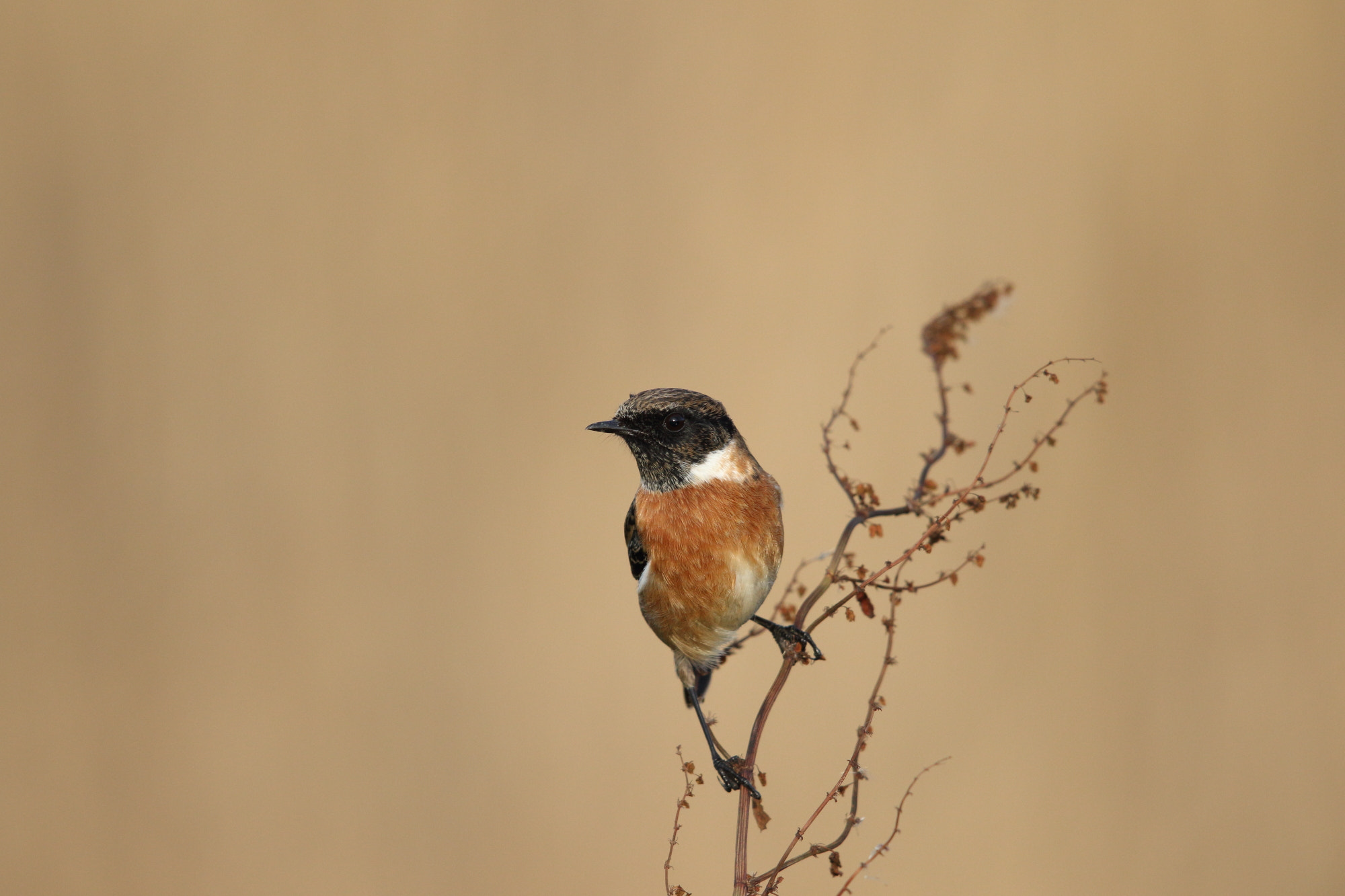 Canon EOS 7D Mark II + Canon EF 600mm F4L IS II USM sample photo. Stonechat photography