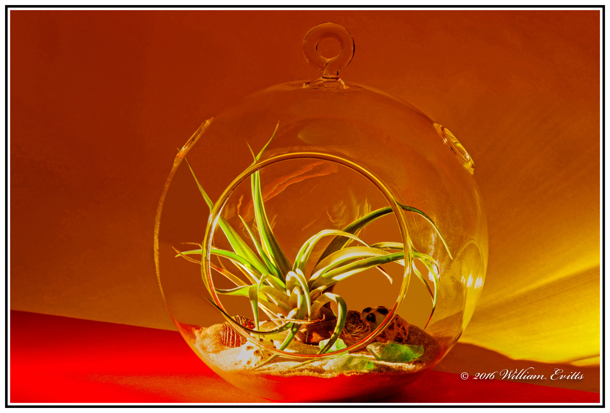 Canon EF 180mm F3.5L Macro USM sample photo. Small tillandsia growing inside six inch diameter photography