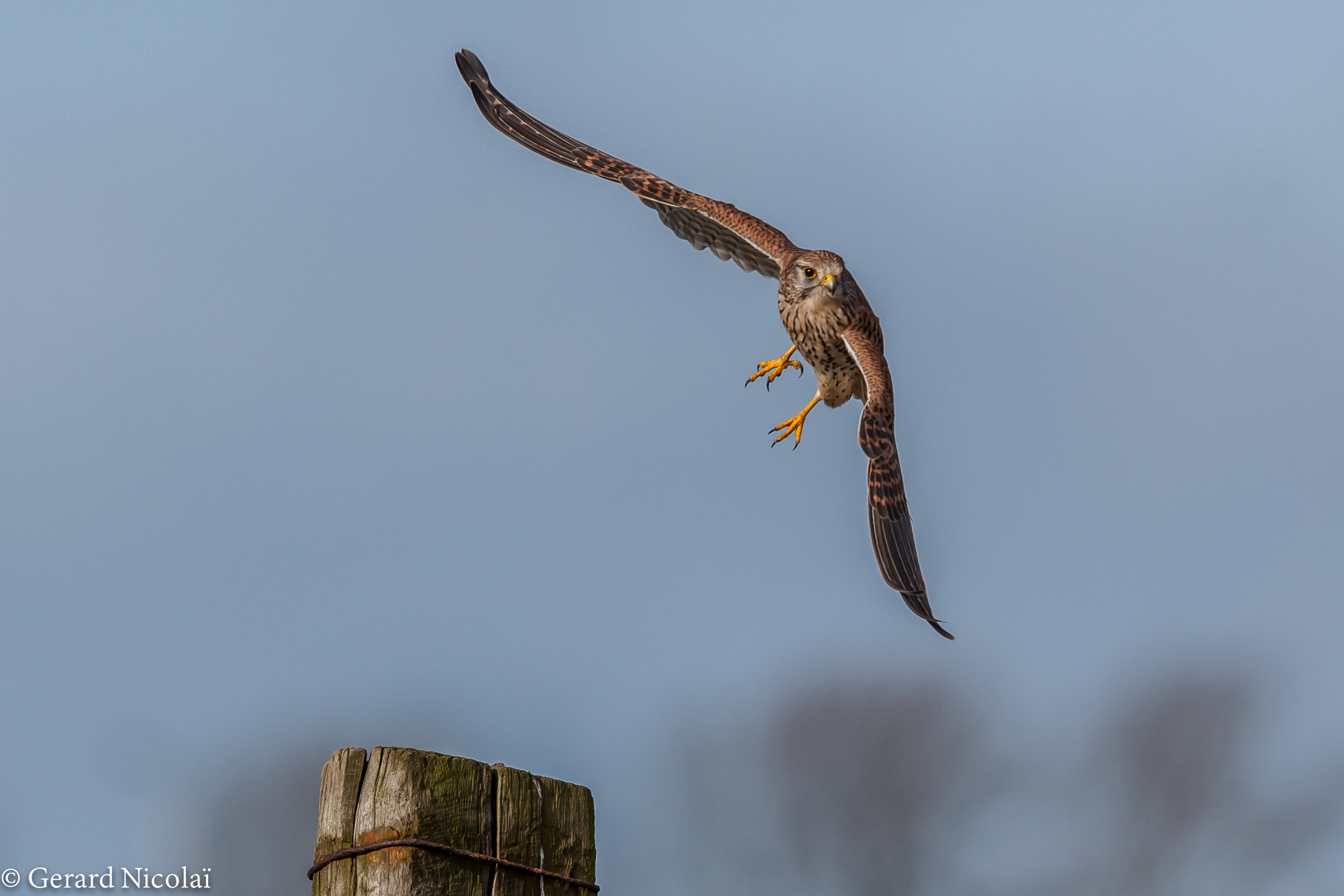Canon EF 300mm F2.8L IS USM sample photo. Female kestrel takes off photography
