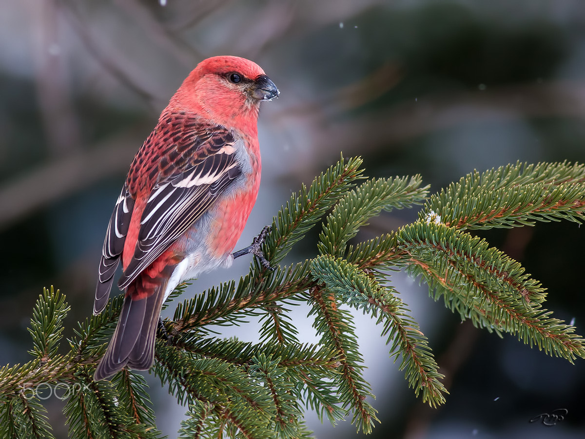 Canon EOS 40D + Canon EF 400mm F5.6L USM sample photo. Pine grosbeak photography