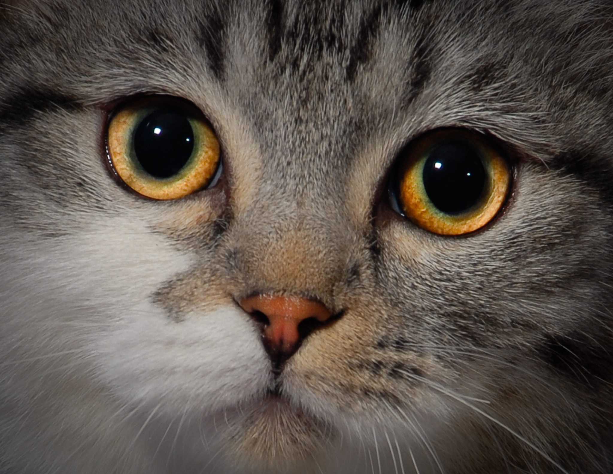 Nikon D200 sample photo. It's all about the eyes photography