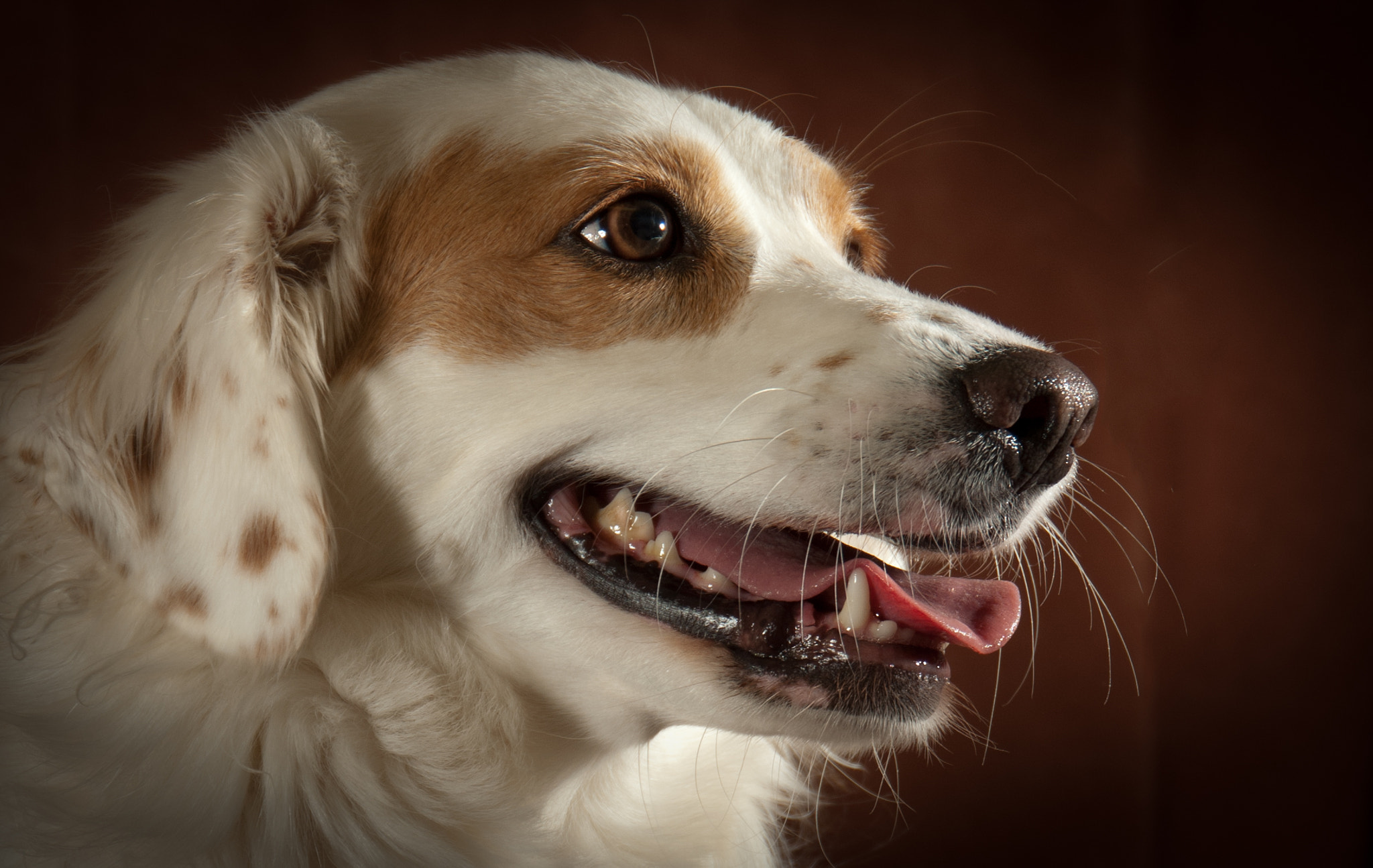 Nikon D200 sample photo. Perfect pet photography