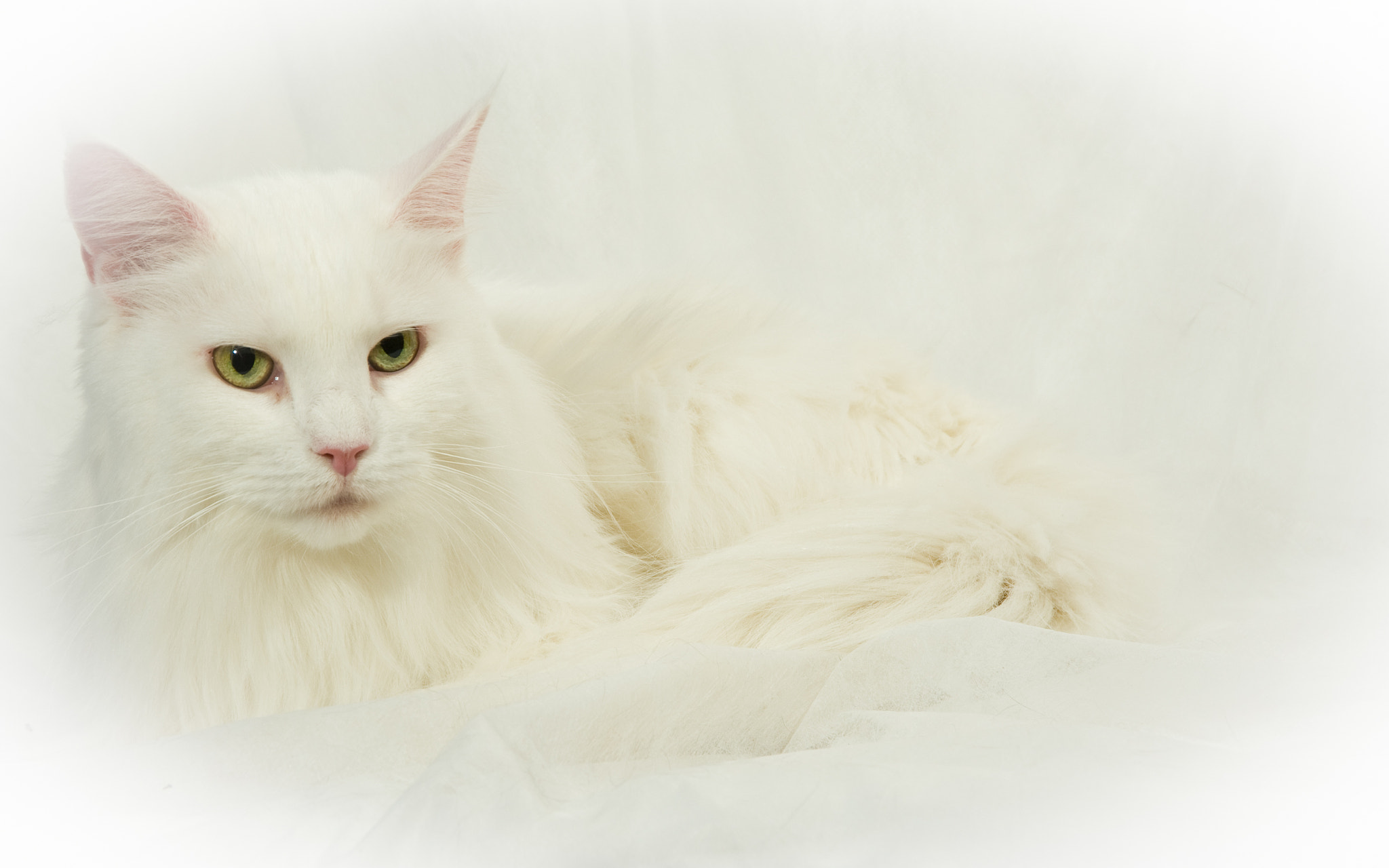 Nikon D2X sample photo. Angel with fur photography