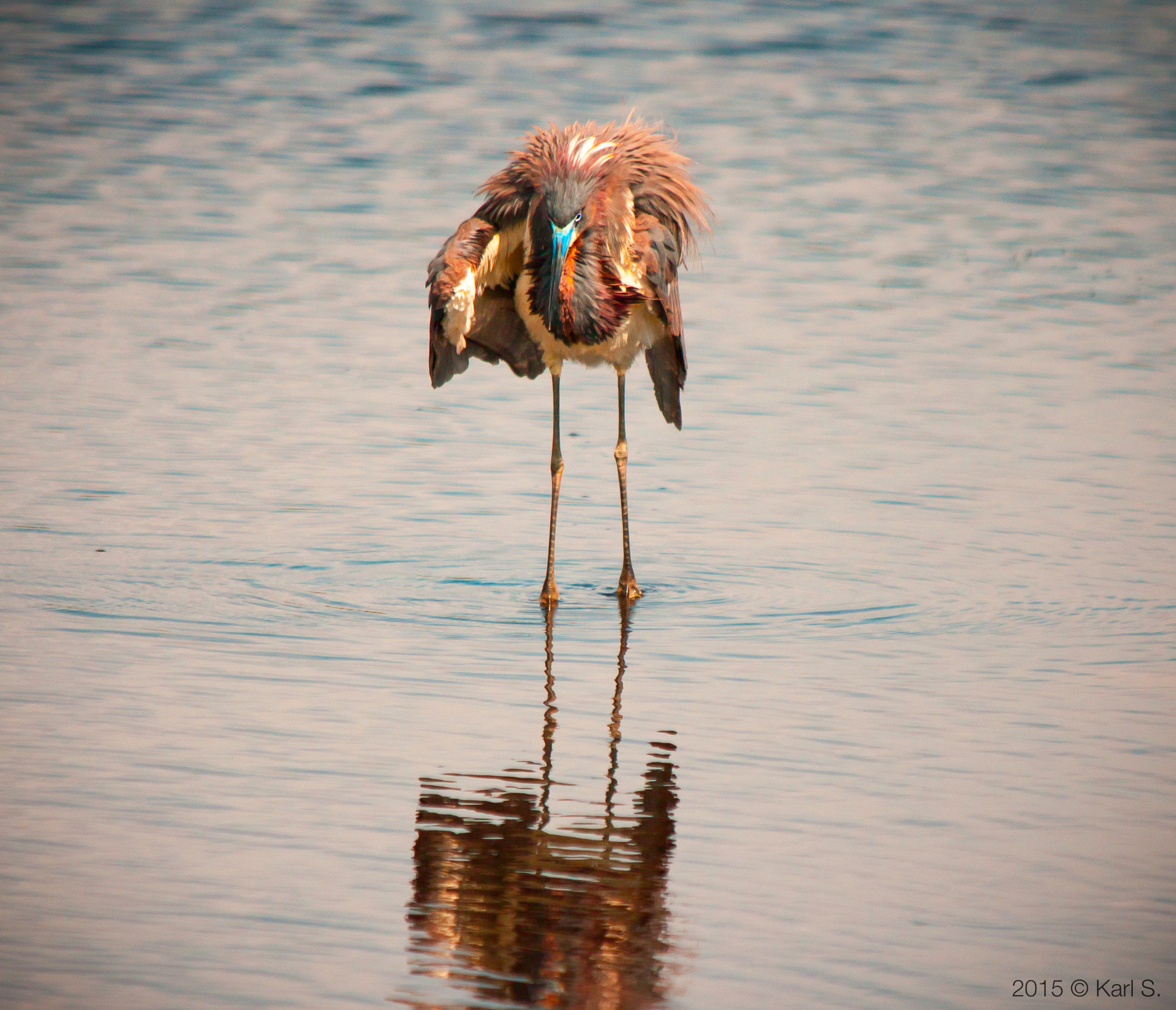Sigma 150-500mm F5-6.3 DG OS HSM sample photo. "tri-colored heron" photography