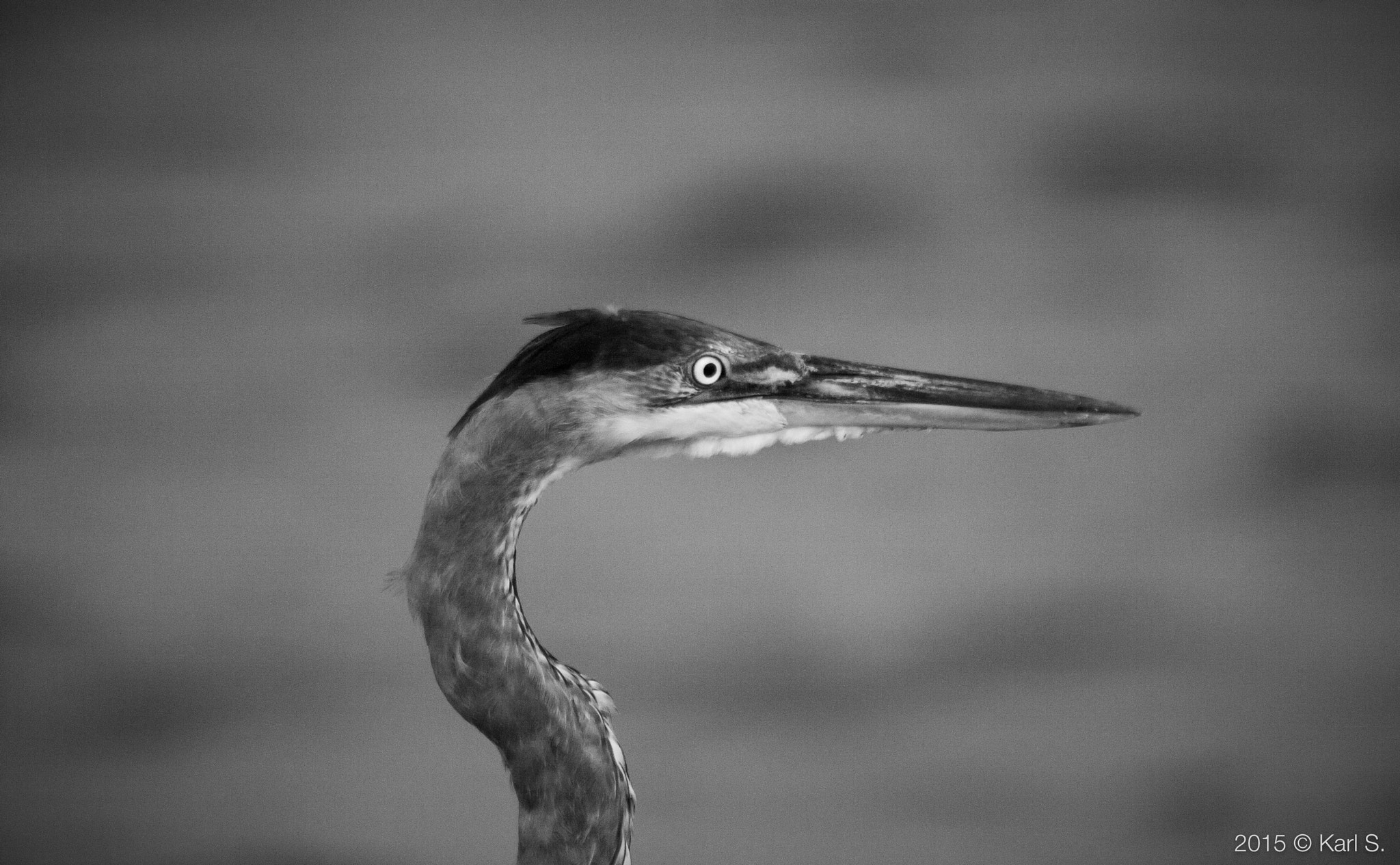 Sigma 150-500mm F5-6.3 DG OS HSM sample photo. "beak" photography