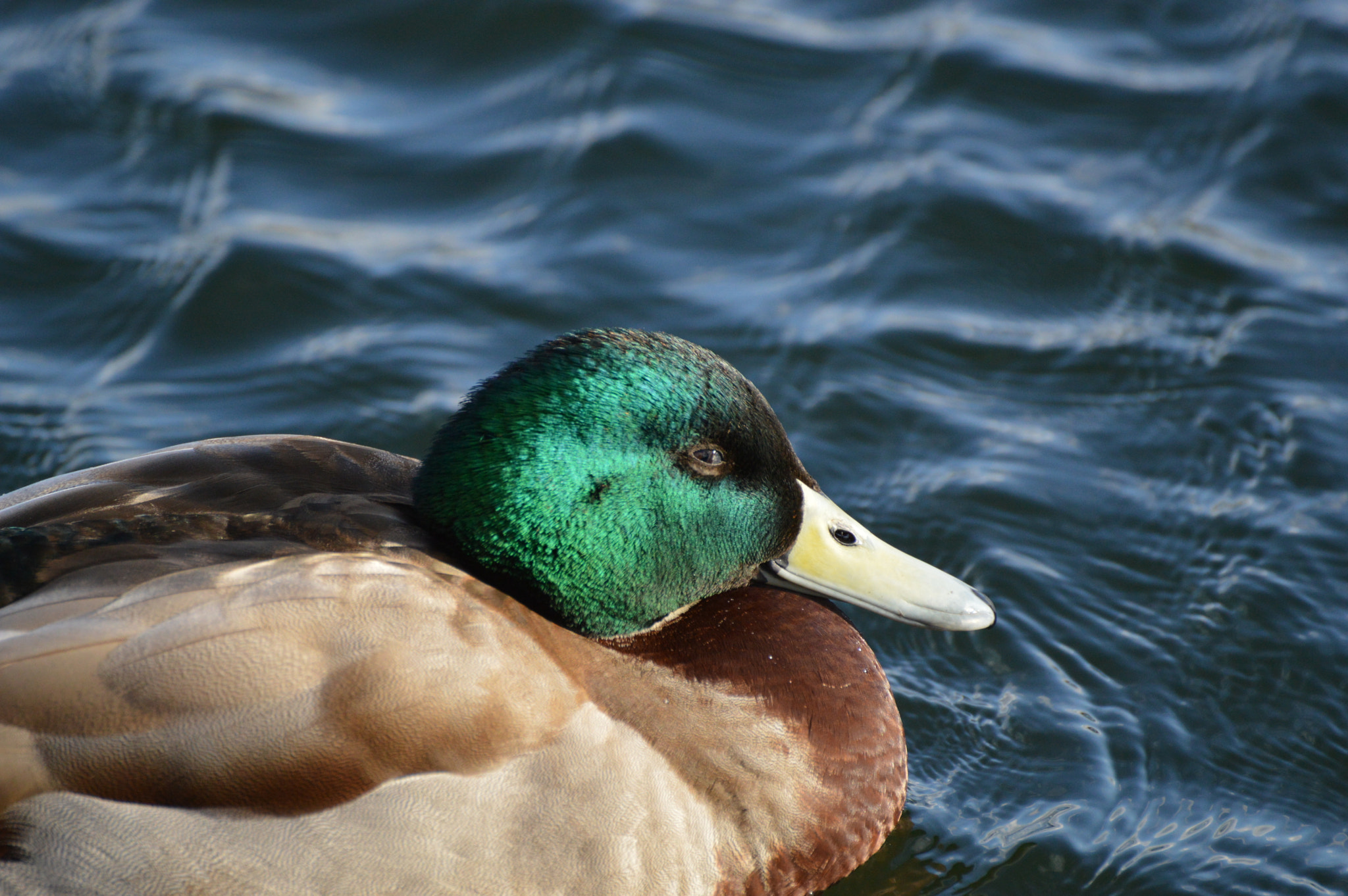 Nikon D3200 + Sigma 70-300mm F4-5.6 DG OS sample photo. Male duck photography