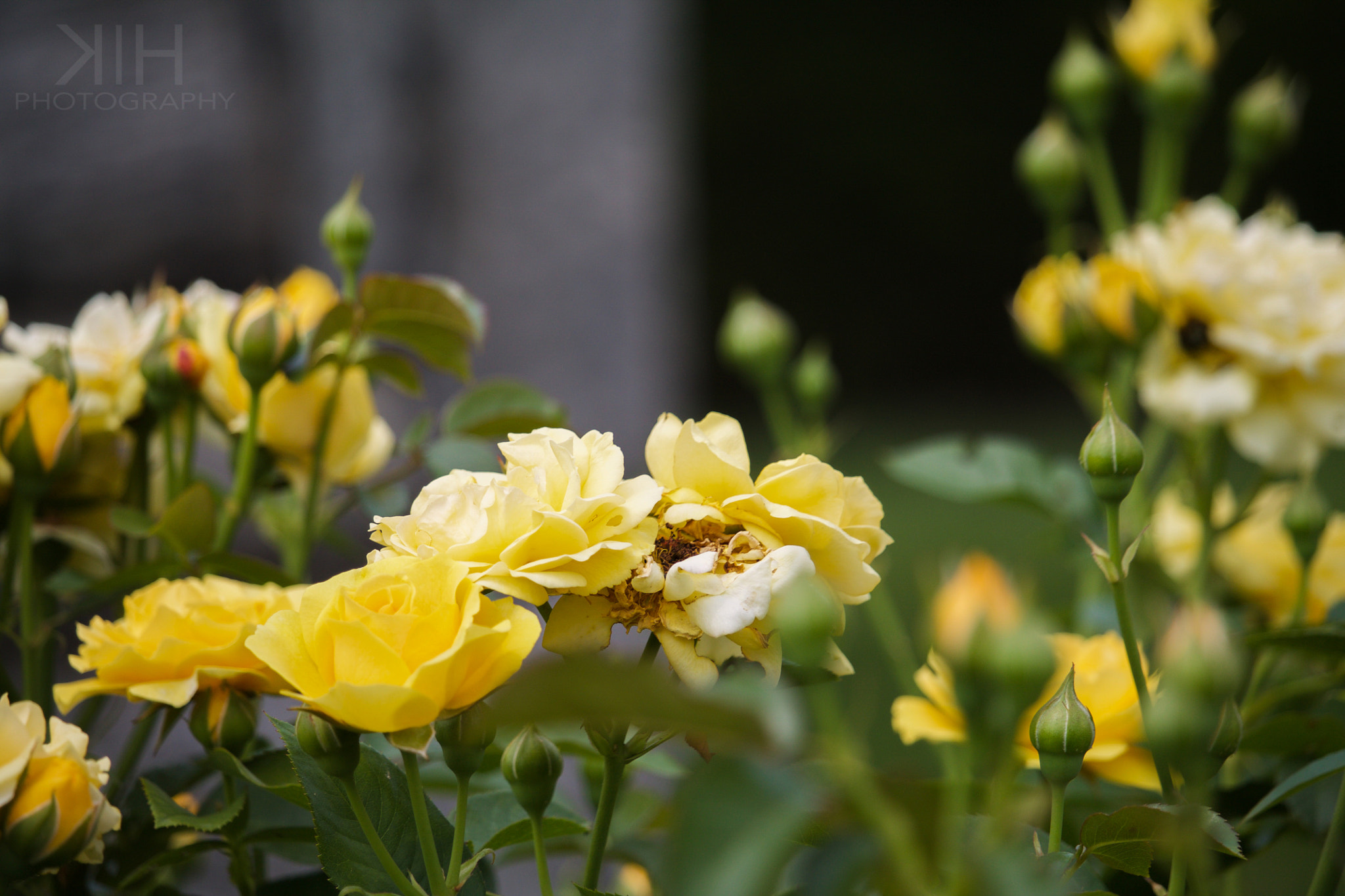 Canon EF-S 55-250mm F4-5.6 IS STM sample photo. Shades of yellow photography