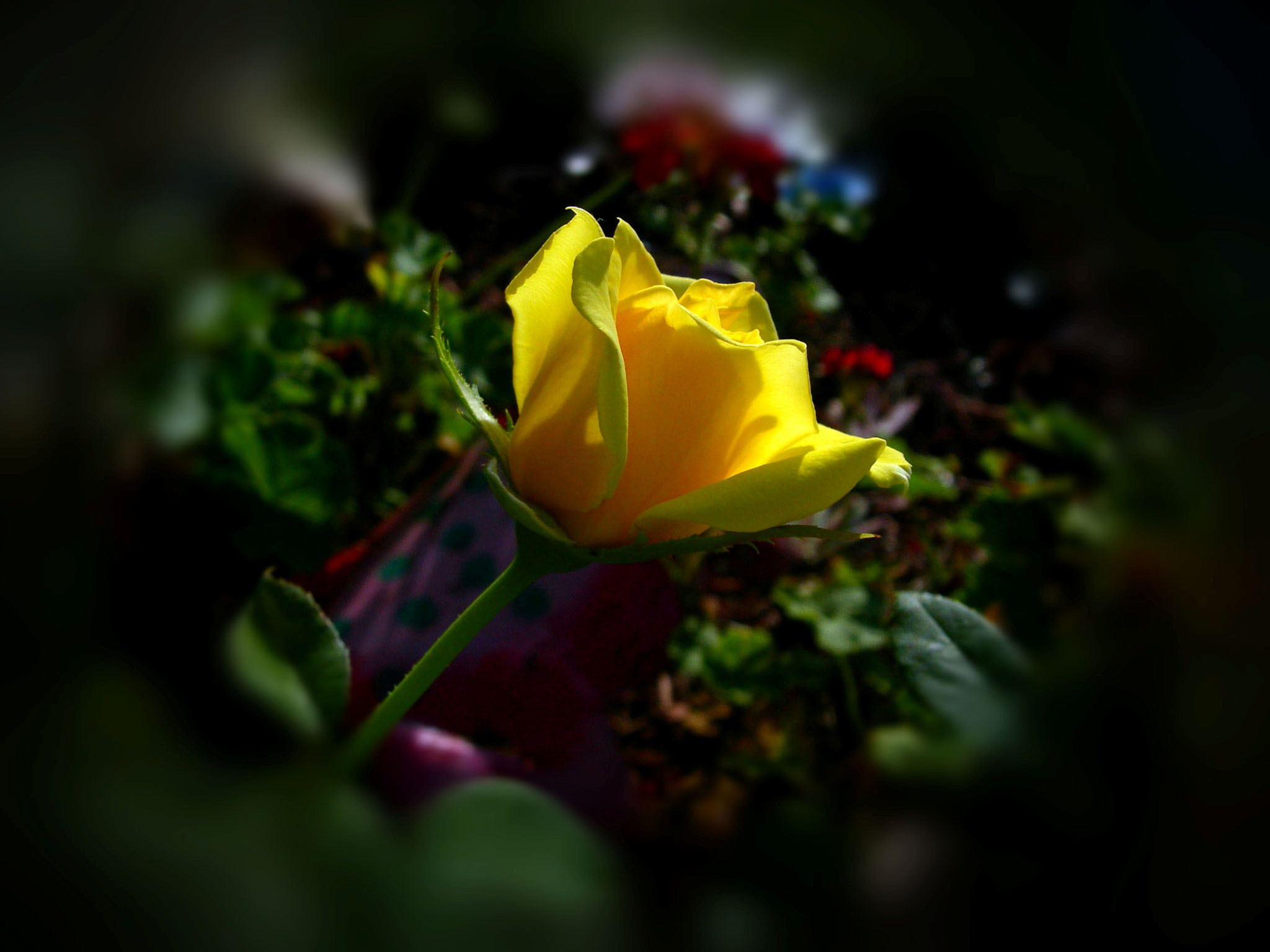 Nikon E7600 sample photo. A rose is a rose photography