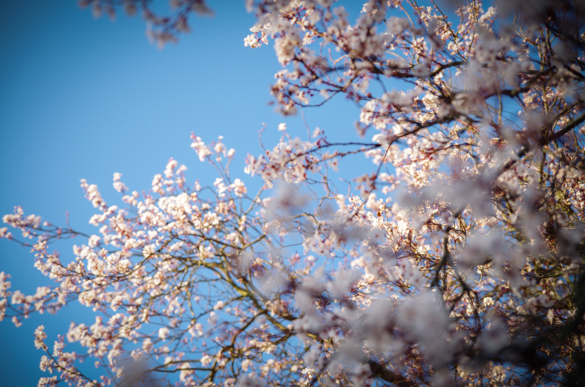 Pentax K-5 II sample photo. Spring is coming photography