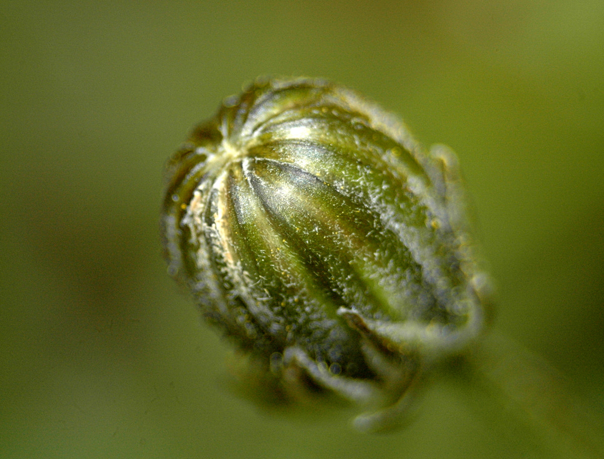 AF Zoom-Nikkor 35-70mm f/3.3-4.5 N sample photo. # photography