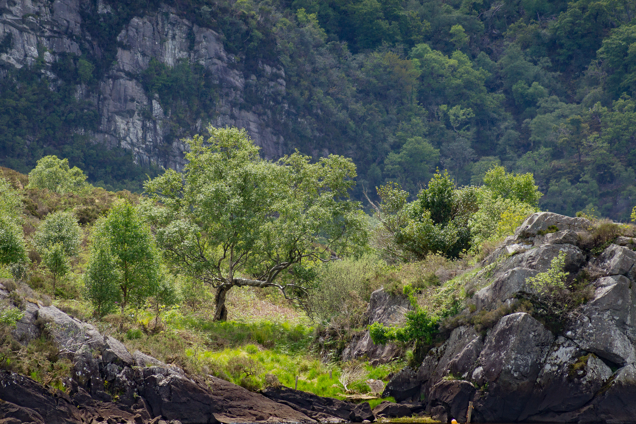 Sony Alpha DSLR-A580 sample photo. Wildness photography