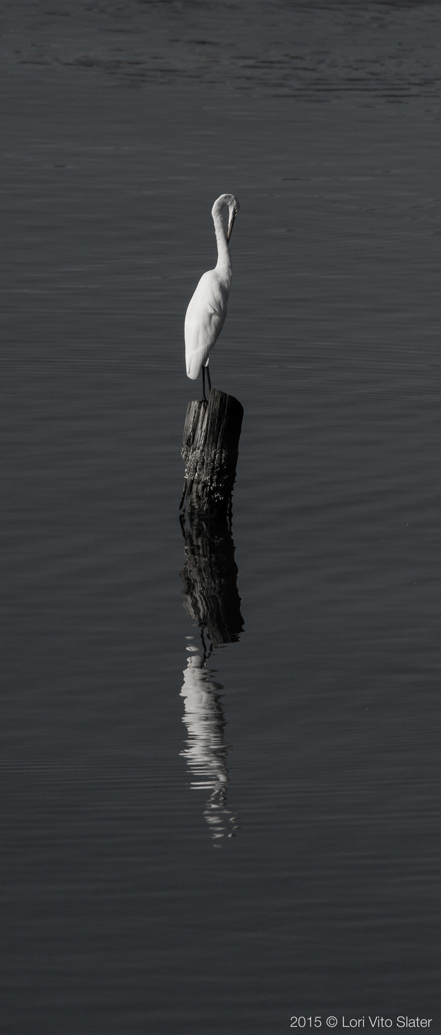 Sigma 150-500mm F5-6.3 DG OS HSM sample photo. "reflection" photography