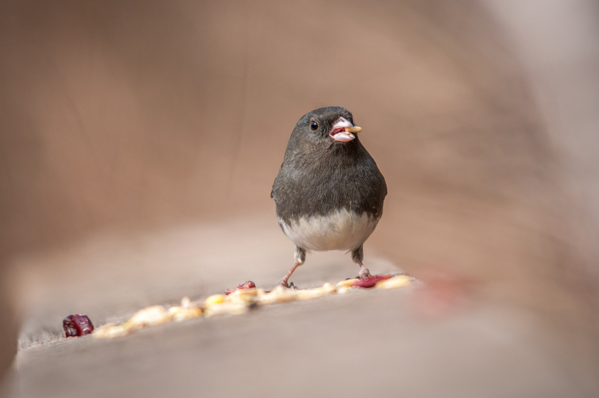 Sigma 150-500mm F5-6.3 DG OS HSM sample photo. Dark-eyed junco photography