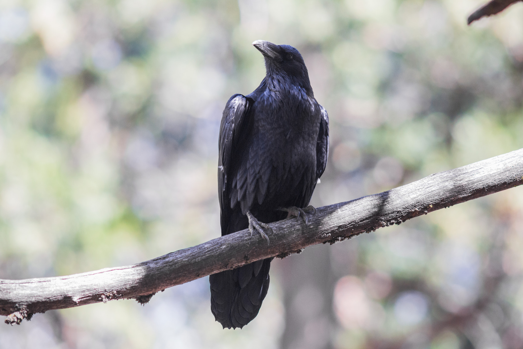 Canon EF 200mm f/2.8L II + 2x sample photo. Black bird photography