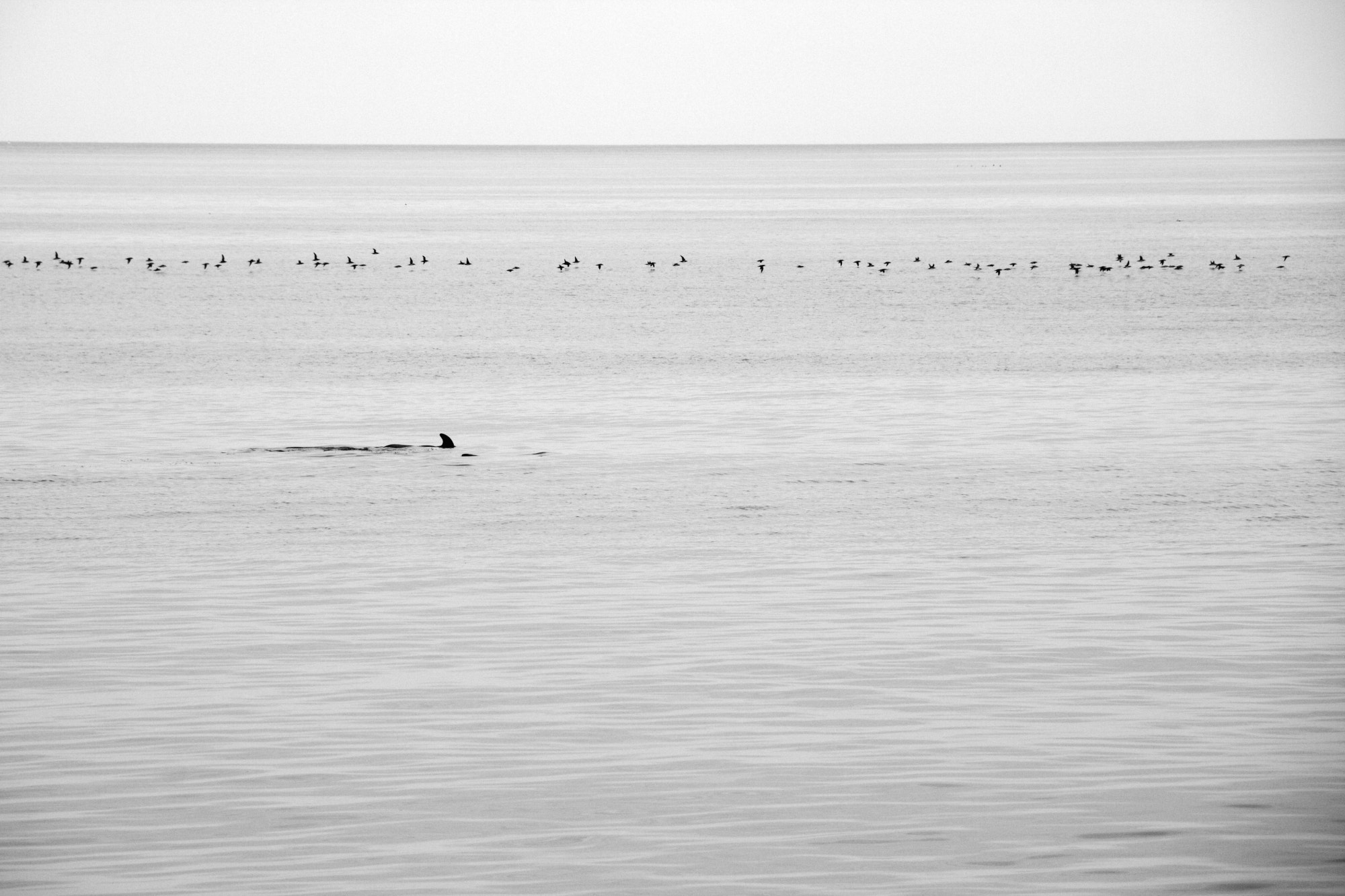 Canon EOS 40D + 18.00 - 135.00 mm sample photo. Dolphin and birds photography