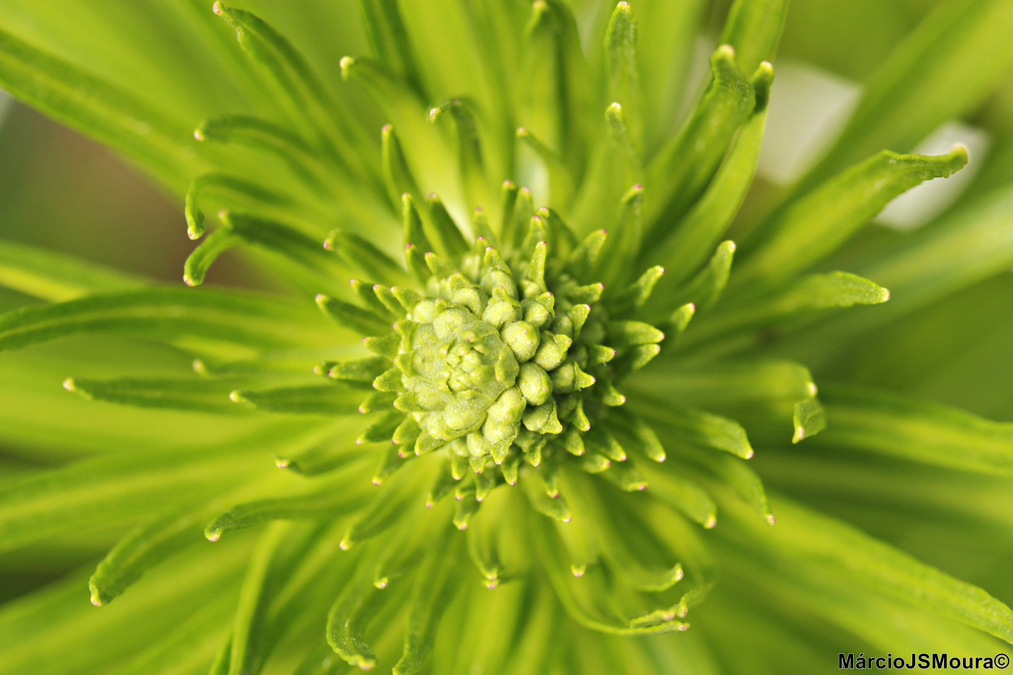 Sigma 24-105mm f/4 DG OS HSM | A sample photo. Flower 5095 photography