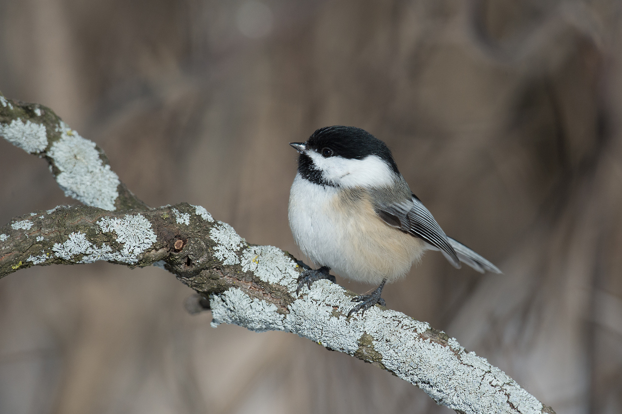 Nikon D4 + Sigma 24-60mm F2.8 EX DG sample photo. Mésange à tête noire, black-capped chikadee. photography