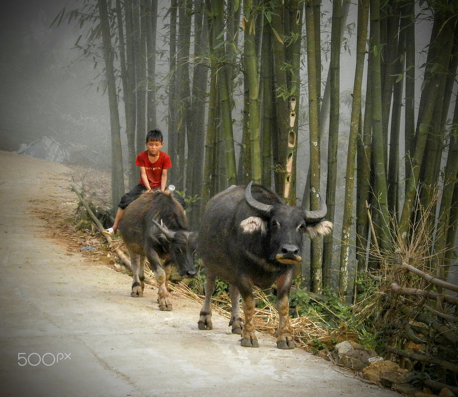 Olympus VG150,D735 sample photo. Water buffalo ride photography