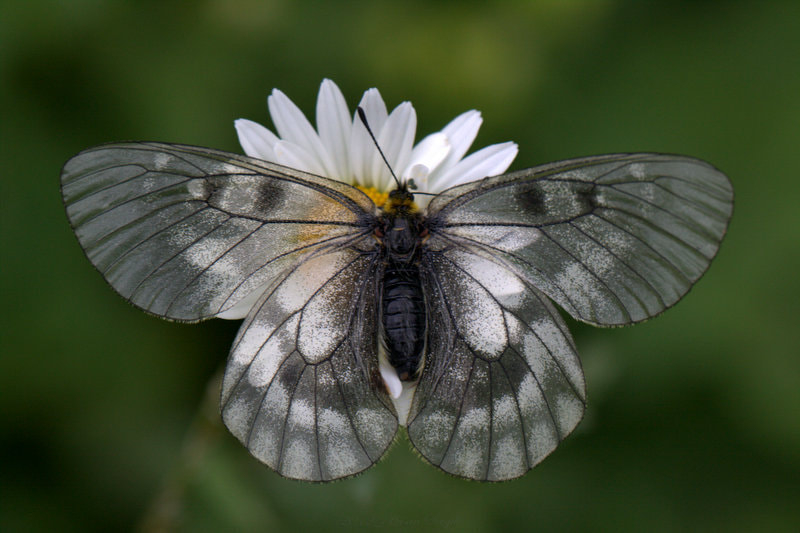 Sigma APO Macro 150mm f/2.8 EX DG HSM sample photo. Beauty photography