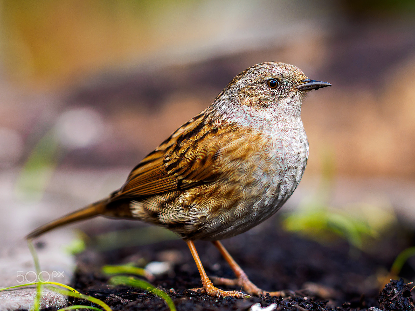 Olympus OM-D E-M1 + OLYMPUS 300mm Lens sample photo. Hedge sparrow photography
