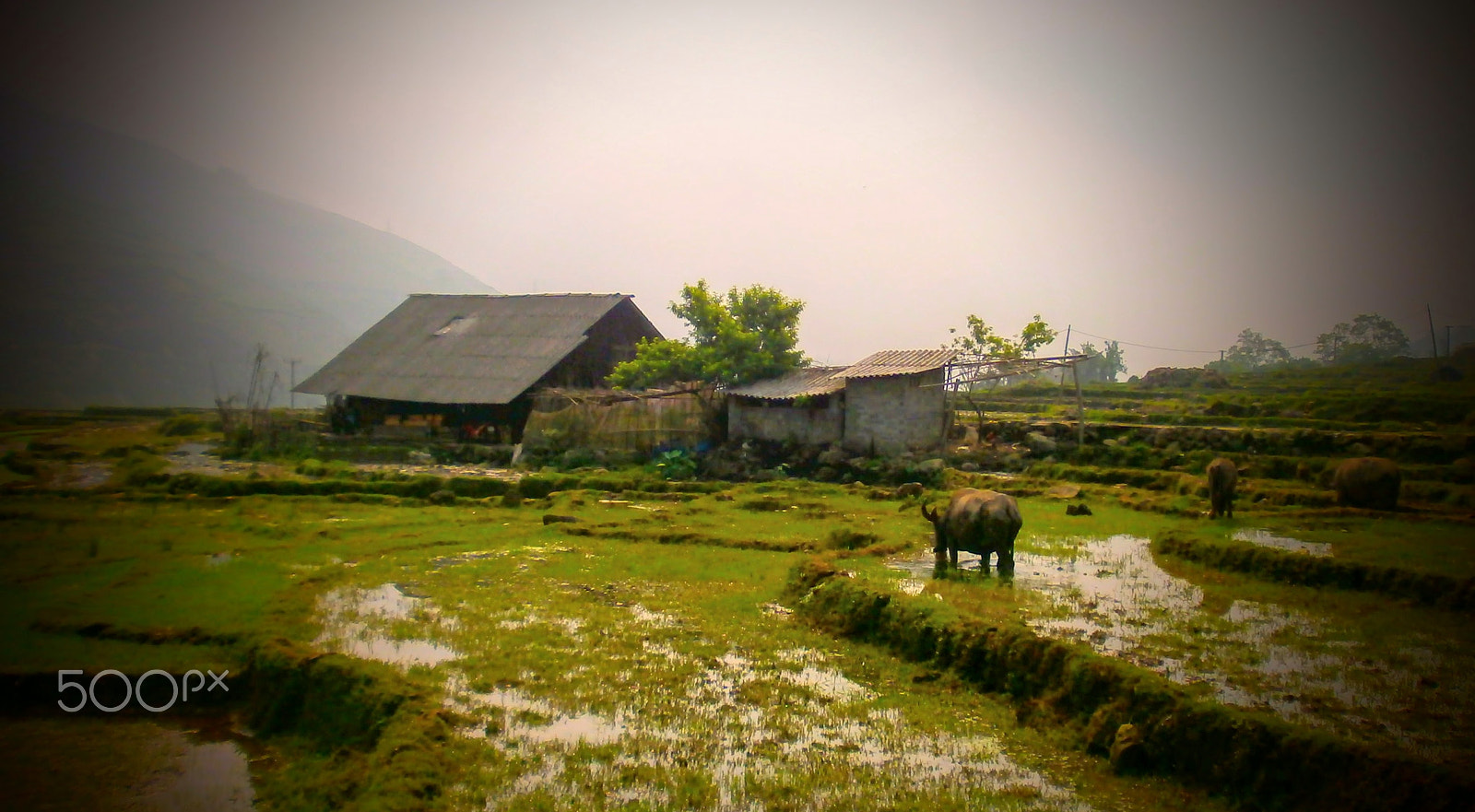 Olympus VG150,D735 sample photo. Rice terrace in sapa, vietnam photography