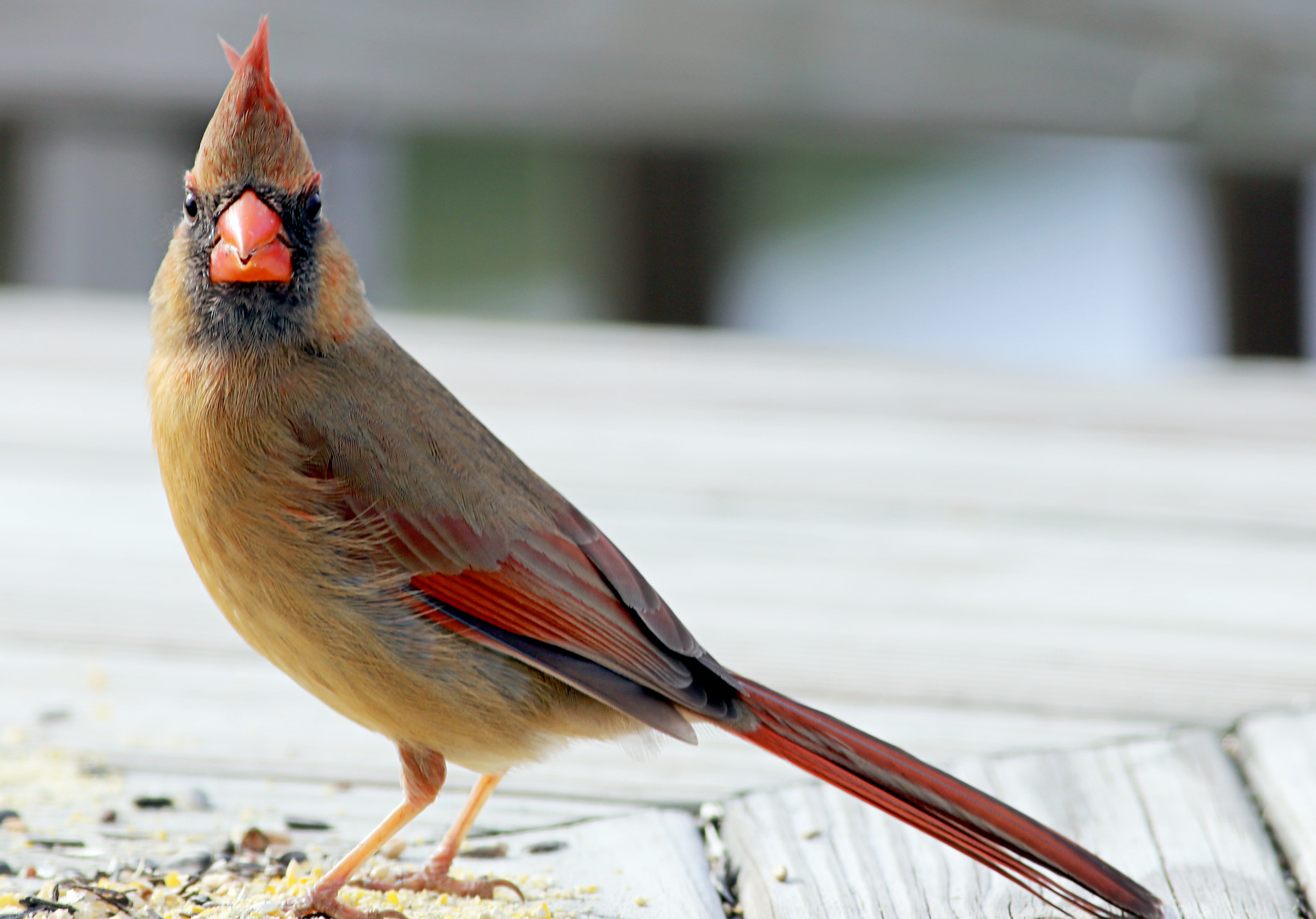 Canon EOS 6D + Canon EF 400mm F5.6L USM sample photo. Cardinal photography