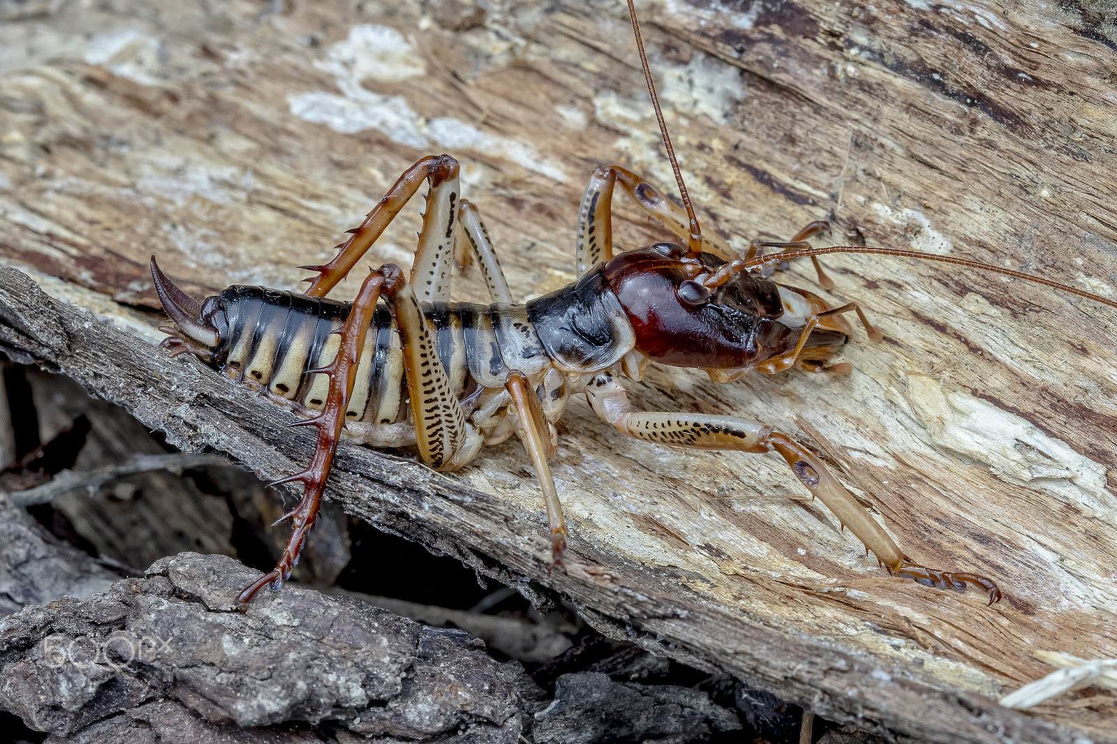 Canon EF 100mm F2.8 Macro USM sample photo. Tree weta photography