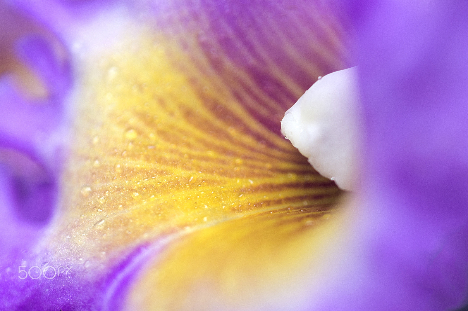 Nikon D600 sample photo. Bloom photography