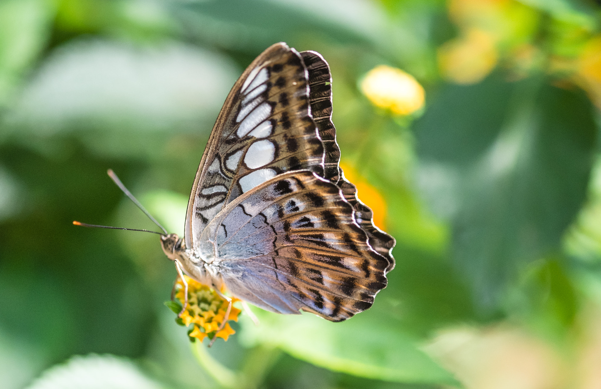 Fujifilm X-M1 + Fujifilm XF 60mm F2.4 R Macro sample photo. Parthenos sylvia photography