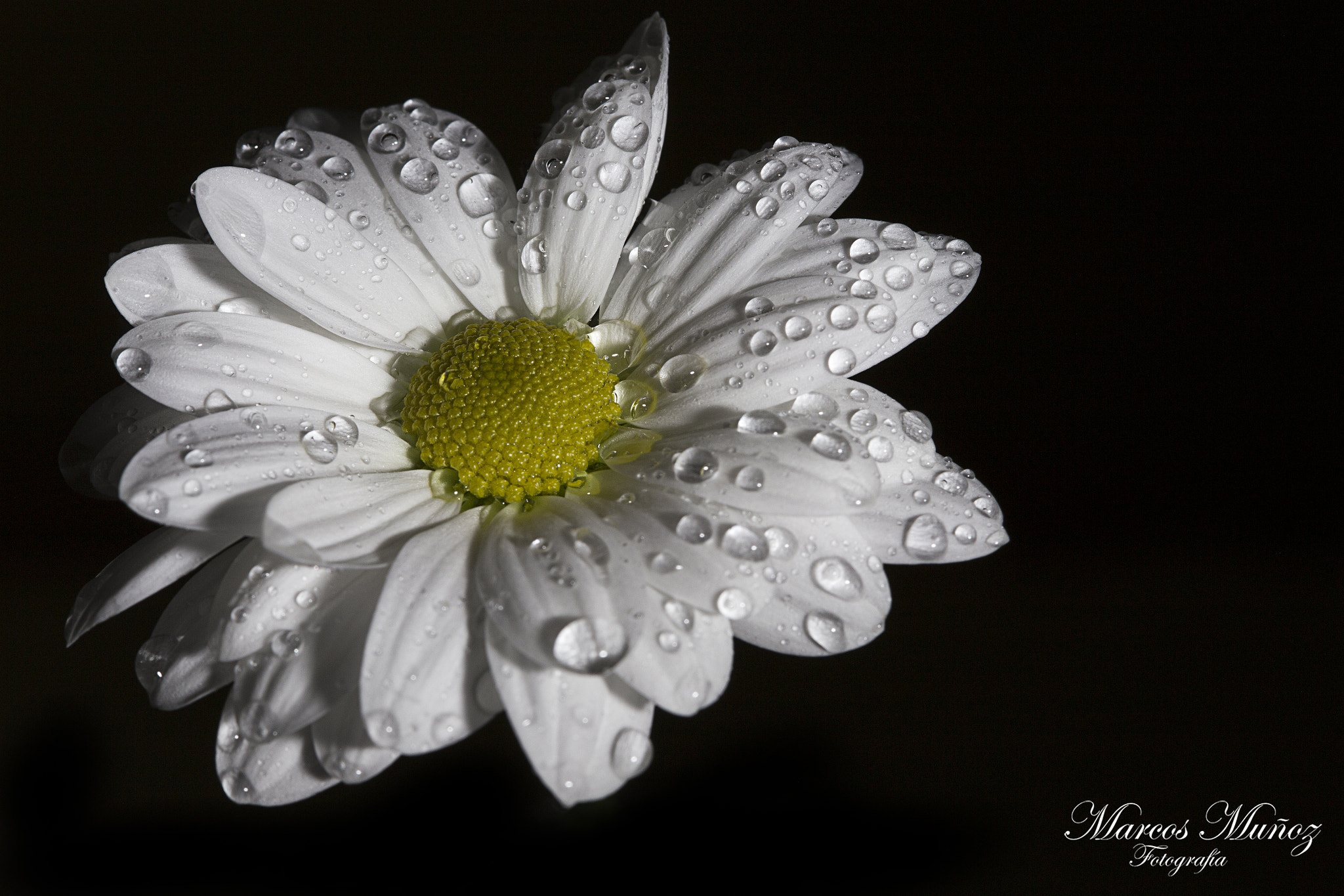 Canon EOS 6D + Canon EF 100mm F2.8 Macro USM sample photo. Margarita photography