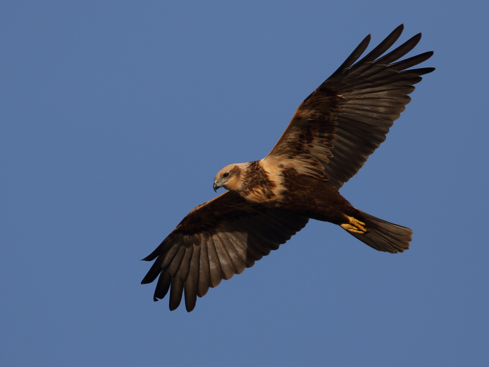 Canon EF 600mm F4L IS II USM sample photo. Marsh harrier photography
