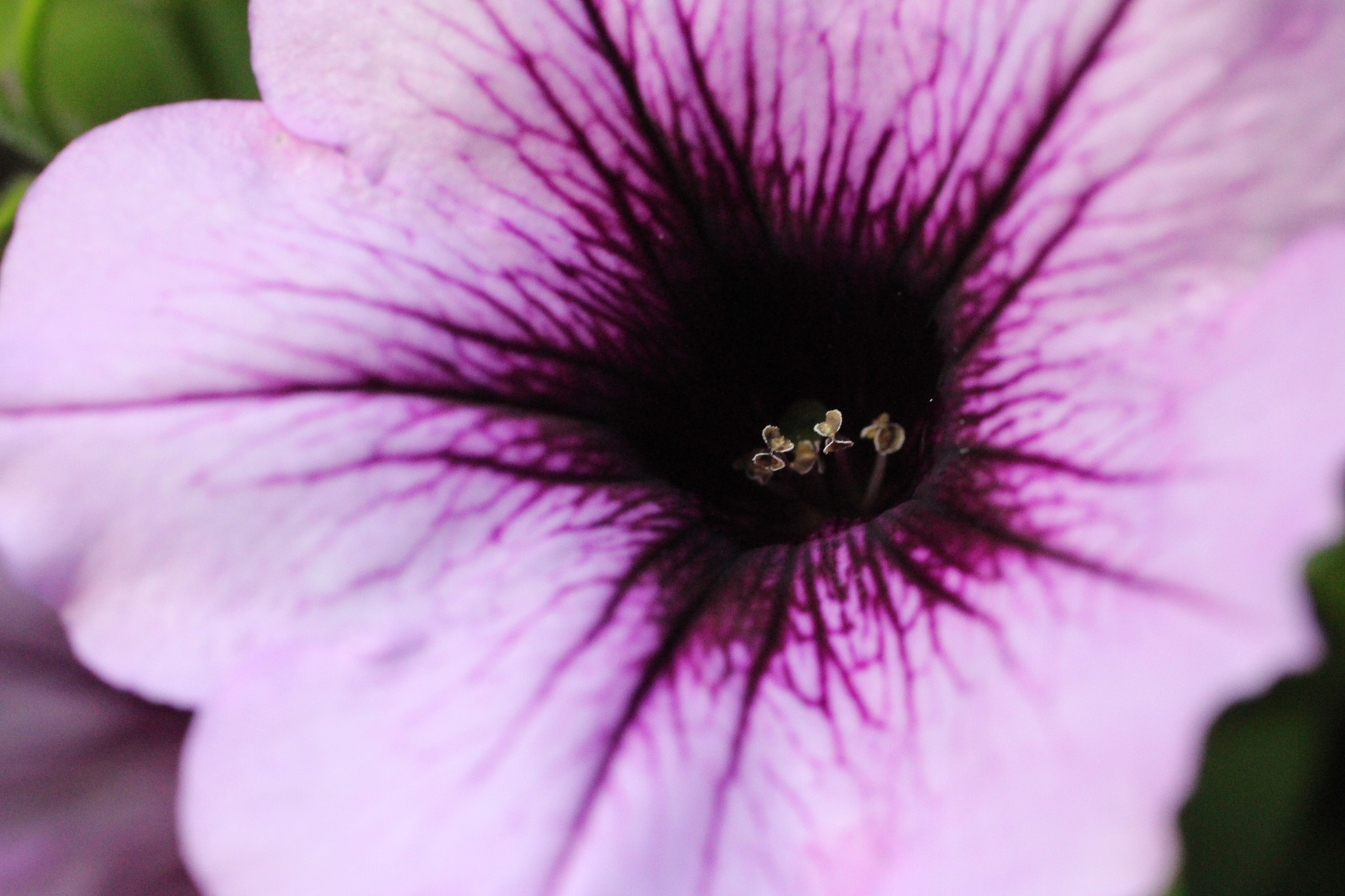 Canon EF 50mm F2.5 Macro sample photo. 18096723698.jpg photography