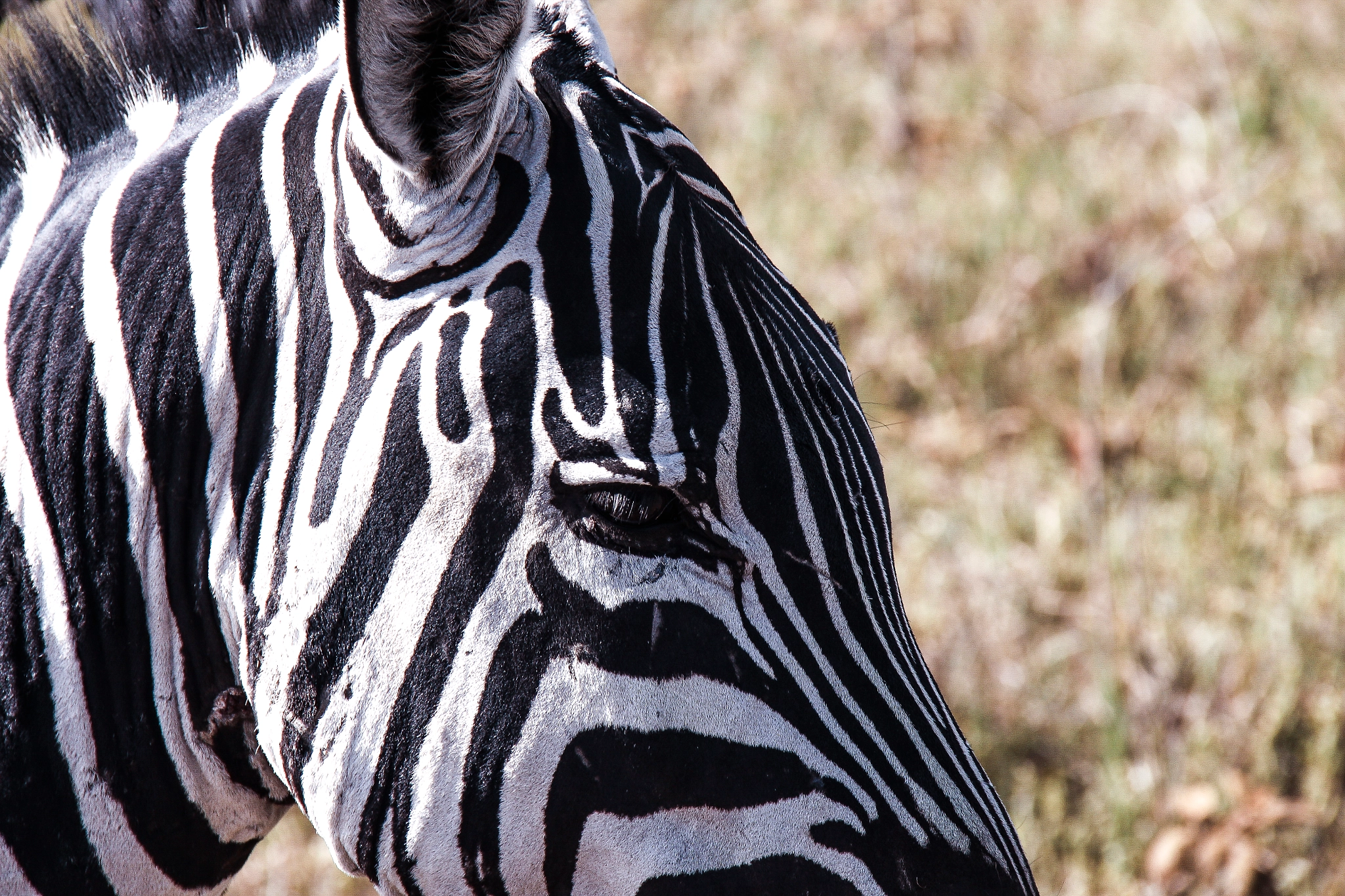 Canon EOS 650D (EOS Rebel T4i / EOS Kiss X6i) sample photo. Zebra photography