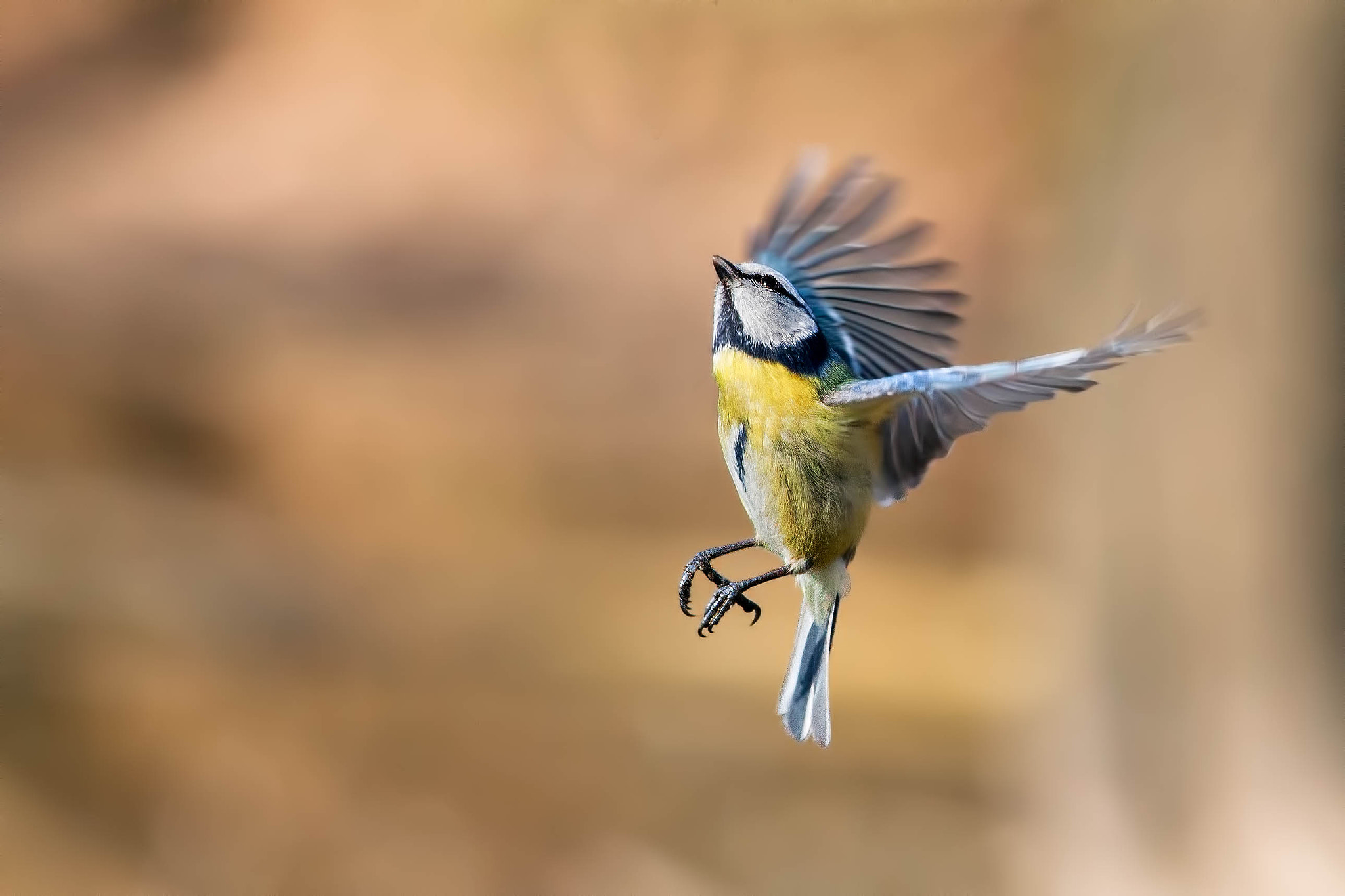 Canon EF 300mm F4L IS USM sample photo. Blue tit photography