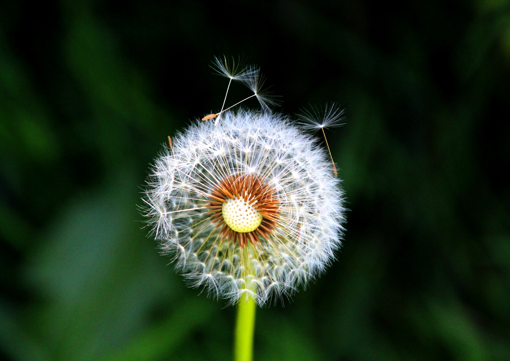 Canon EOS 550D (EOS Rebel T2i / EOS Kiss X4) + Canon 18-270mm sample photo. Brush of dandelion photography