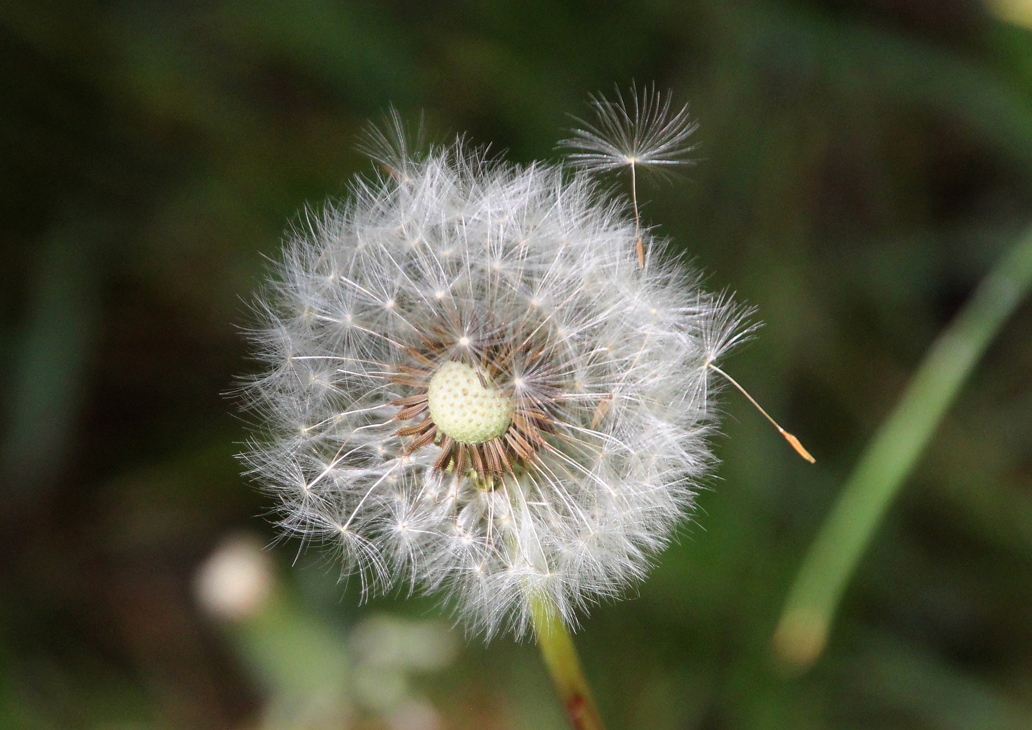 Canon EOS 550D (EOS Rebel T2i / EOS Kiss X4) + Canon 18-270mm sample photo. Brush of dandelion 2 photography