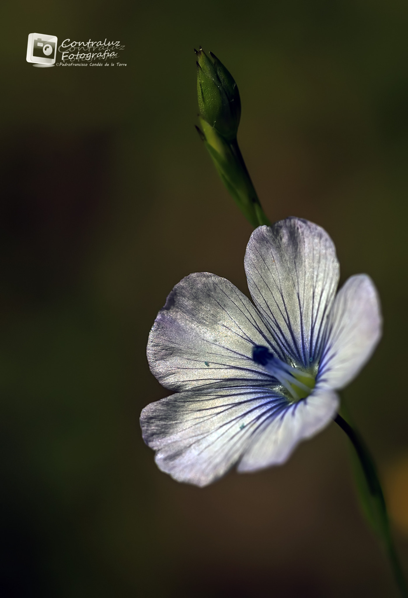 Canon EF 100mm F2.8 Macro USM sample photo. Lino photography