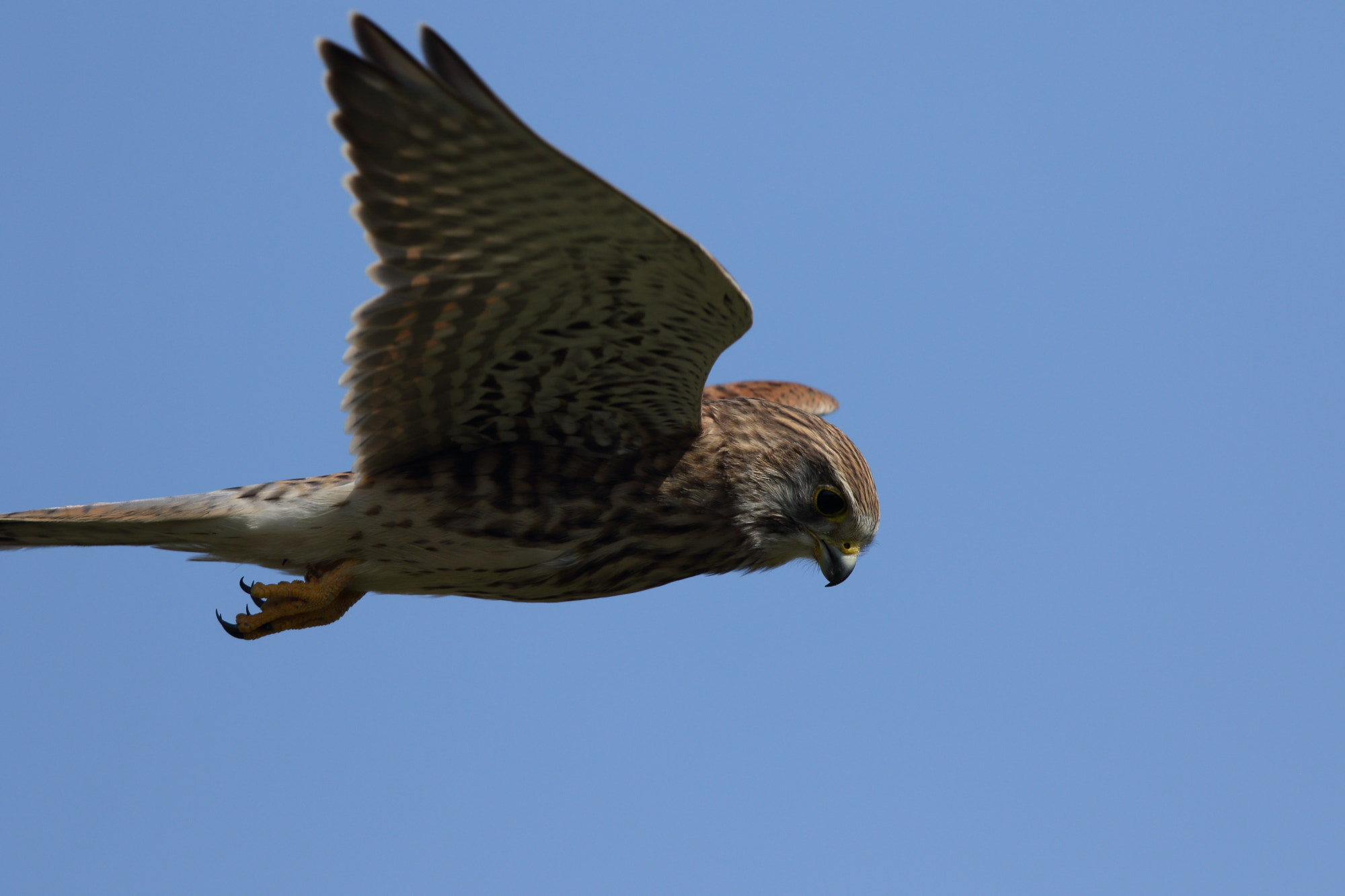 Canon EF 600mm F4L IS II USM sample photo. Kestrel photography