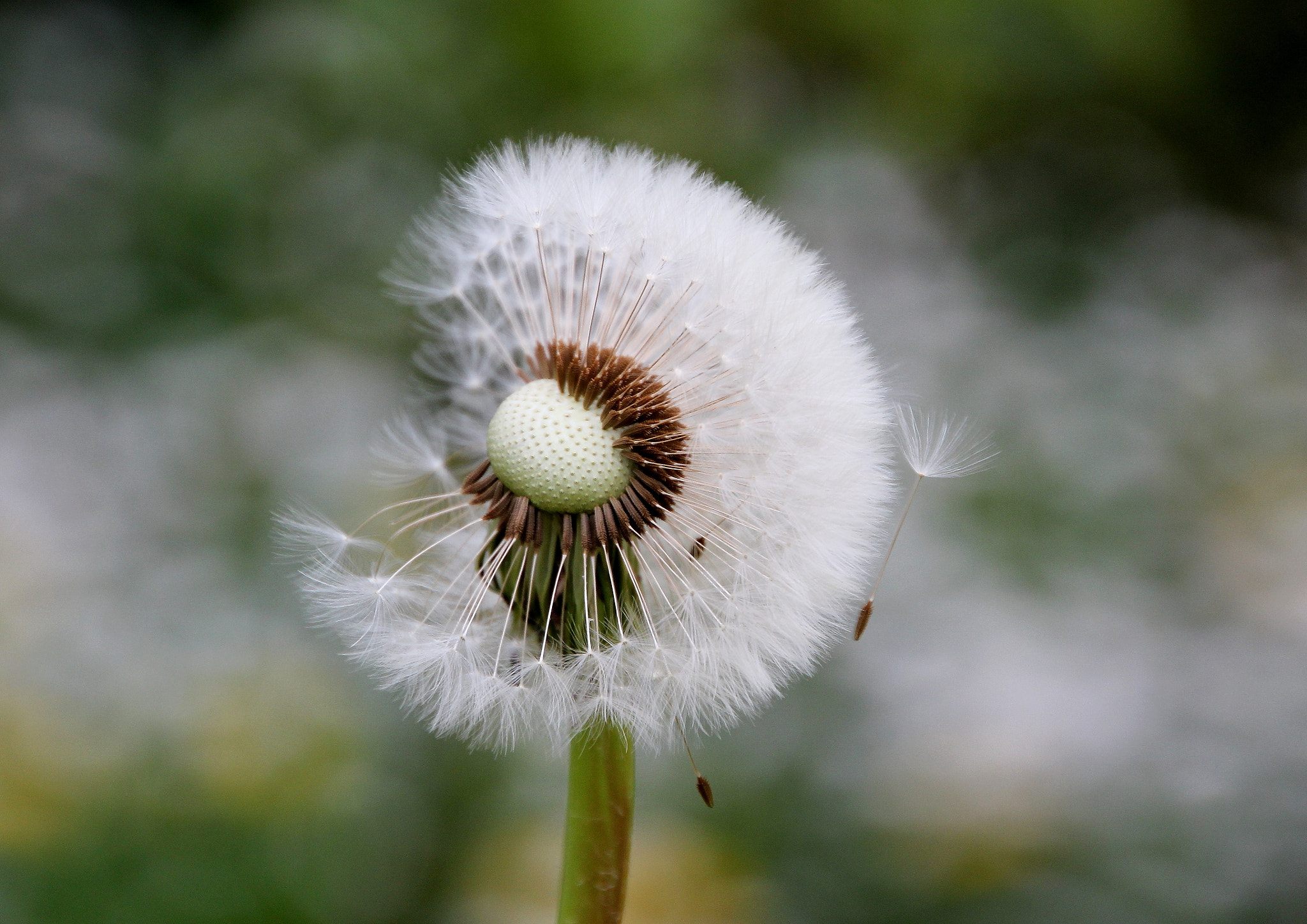 Canon 18-270mm sample photo. Brush of dandelion 3 photography